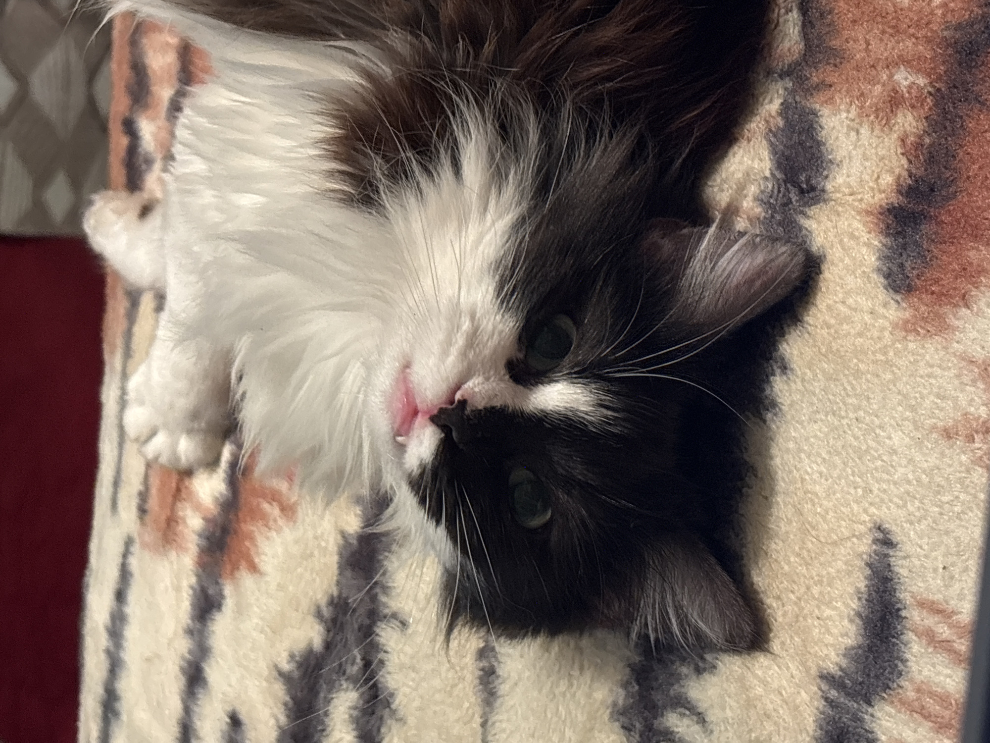 The scene is an interior location in Dobrovnitsa, Bulgaria. A domestic cat, exhibiting medium to long-length fur, is lying supine with its head inverted, facing the camera. Its fur is predominantly black on the face and ears, with white markings on the muzzle, a blaze between its green irises, and the chest. Brown fur is intermixed with black and white on the upper body. Long, white vibrissae are prominent. The nose is pink with bilateral dark pigmentation at the nostrils, and a pink tongue tip is visible protruding from its mouth. A single white forepaw with pink toe pads is partially visible in the upper right. The cat rests on a textured blanket patterned with irregular patches of cream, dark gray, and rust-orange. A solid dark red surface is discernible in the upper background.