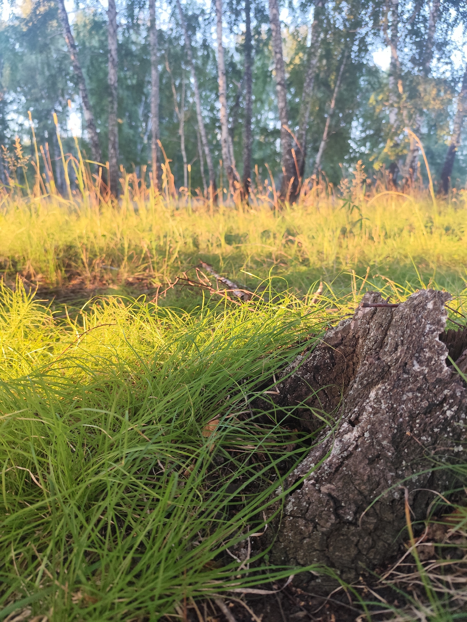 The image shows a close-up view of green grass in a forest clearing, with a weathered tree stump in the foreground on the right. The grass is lush and appears to be catching the golden light of a setting or rising sun. In the background, a line of birch trees with white bark and green foliage stands, blurred by the soft focus. The ground around the stump is covered in dry leaves and twigs. There are no people or animals visible in the image. The scene is set in a natural environment, likely a forest or woodland. The location is specified as Barlaksky, Russia.