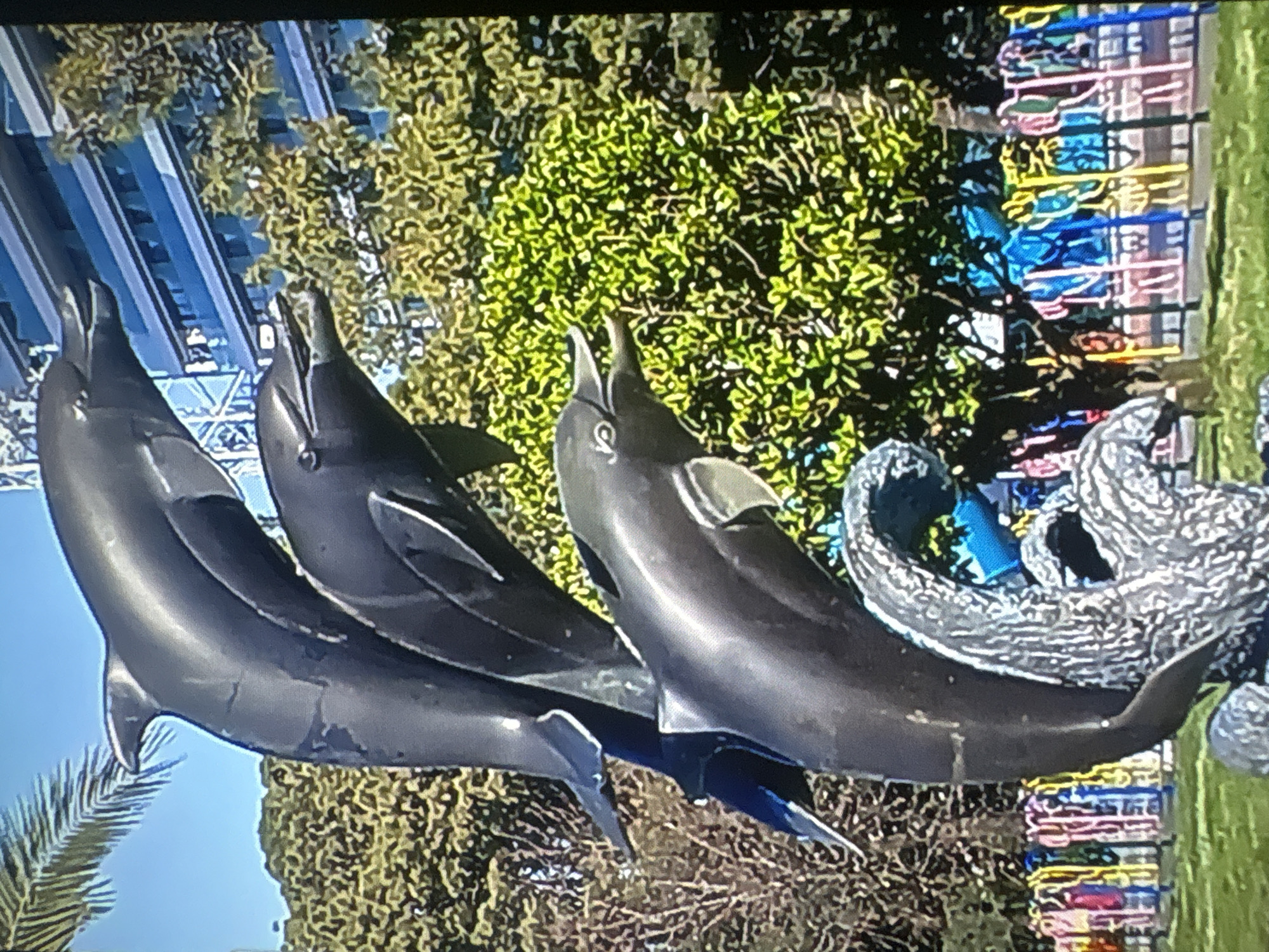 This media file features a sculpture of three dolphins in a park-like setting. The dolphins are dark and appear to be made of metal, positioned as if leaping out of water, with one dolphin in the foreground appearing to be in mid-jump with its mouth open. Behind the dolphins, there's a lush green tree with bright yellow-green leaves, suggesting it's daytime and possibly spring or summer. In the background, a tall building with blue and white vertical lines is visible, hinting at an urban environment. To the right of the tree, colorful structures resembling playground equipment or decorative elements can be seen, adding a vibrant touch to the scene. The overall impression is a sunny day in a well-maintained public space, likely Batumi, Georgia, given the location context. There are no people visible in the frame, and no discernible text. The focus is on the artistic representation of the dolphins and the natural and architectural elements surrounding them.