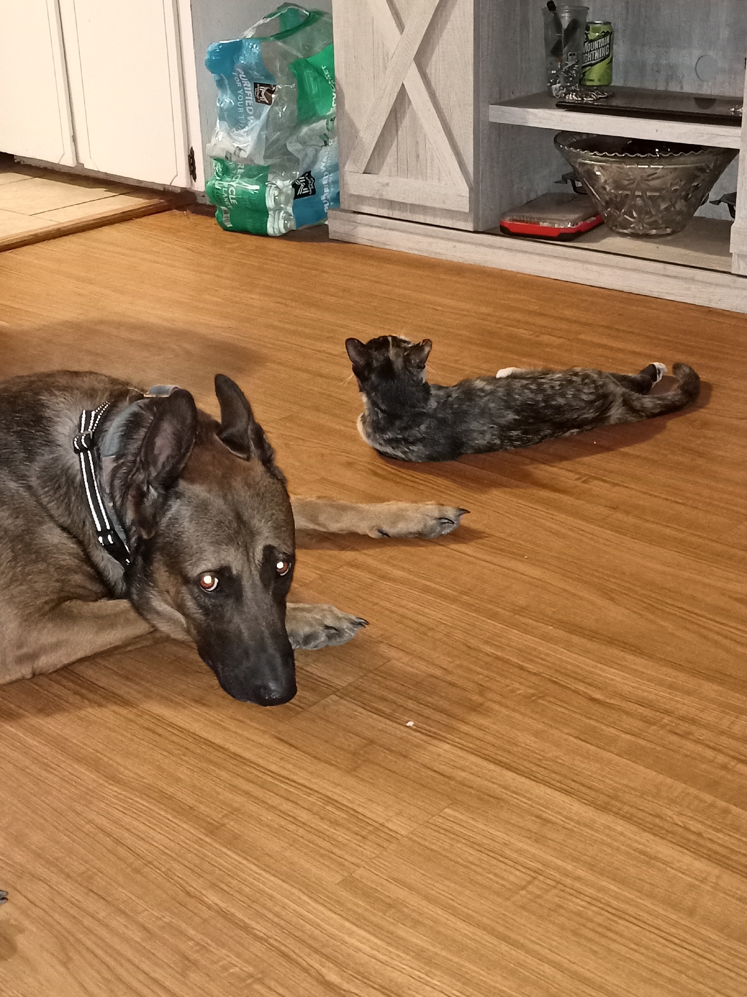 The image shows a German Shepherd lying on a wooden floor, looking towards the camera with its head resting on its paws. A cat is lying on the floor to the right of the dog, stretched out on its belly and facing away from the camera. In the background, there is a white cabinet with wooden doors and shelves. On one shelf, there is a glass with what appears to be pens or pencils, a can of Mountain Lightning soda, a decorative bowl, and a red electronic device. To the left of the cabinet, there are stacked bottles of purified water. The lighting suggests it is daytime, and the indoor setting appears to be a living room or dining area. The dog's expression could be interpreted as curious or somewhat anxious, while the cat appears relaxed.
