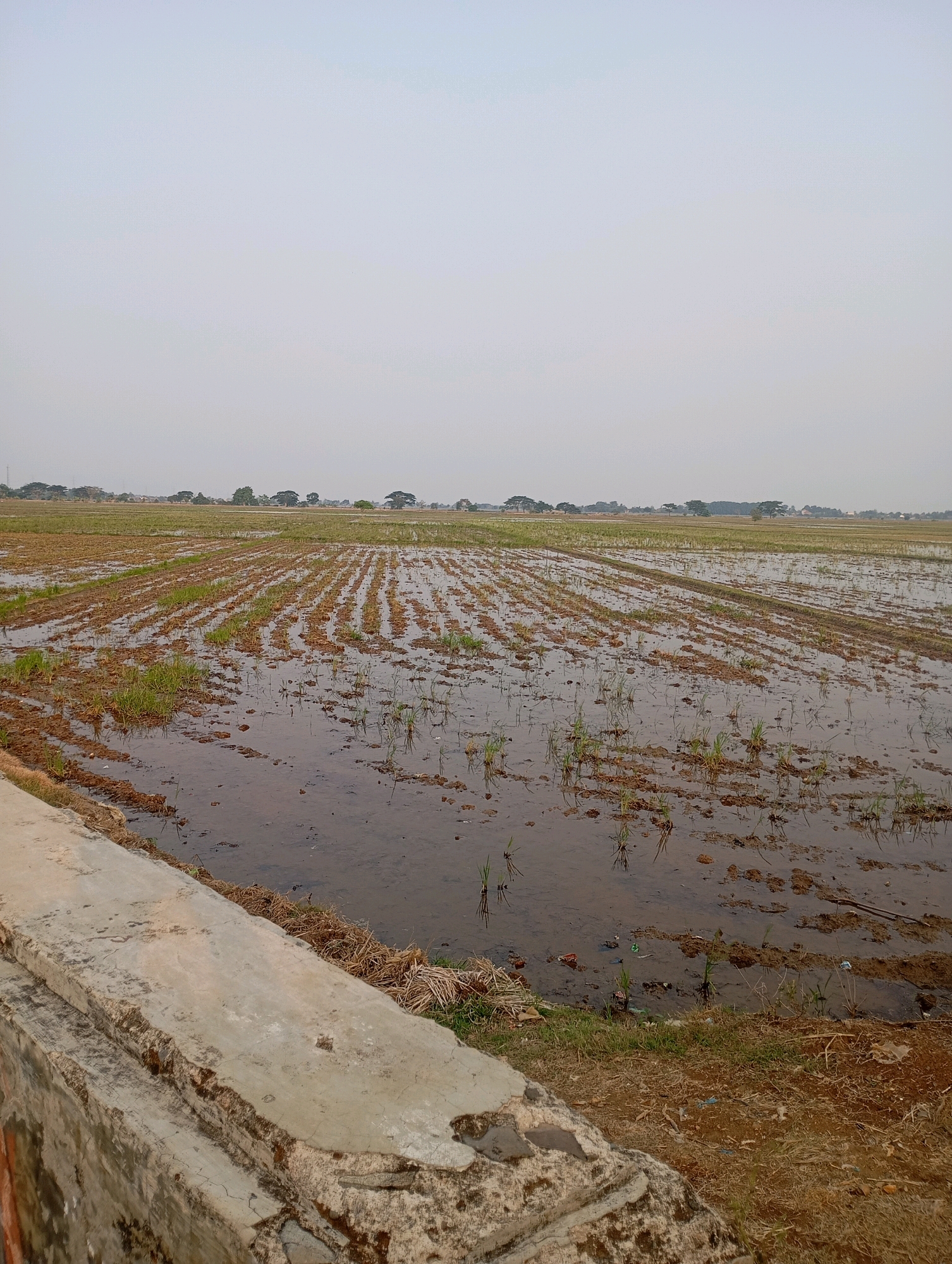 A panoramic view captures a vast, flooded rice paddy field under an overcast sky in Karawang, Indonesia. The field is characterized by rows of newly planted rice seedlings emerging from muddy, waterlogged soil. The water reflects the dull, grey sky, creating a muted, uniform color palette. In the foreground, a weathered concrete structure, possibly part of a bridge or embankment, dominates the lower left quadrant of the image. Its textured surface shows signs of age and erosion, with patches of moss and dirt adhering to it. The dry, brown grass and soil along the edge of the concrete contrast with the wetness of the paddy. In the background, a line of trees and distant buildings are visible on the horizon, indicating the presence of a settlement beyond the agricultural landscape. The overall atmosphere is tranquil and somewhat somber, typical of a rural Indonesian setting during the planting season.