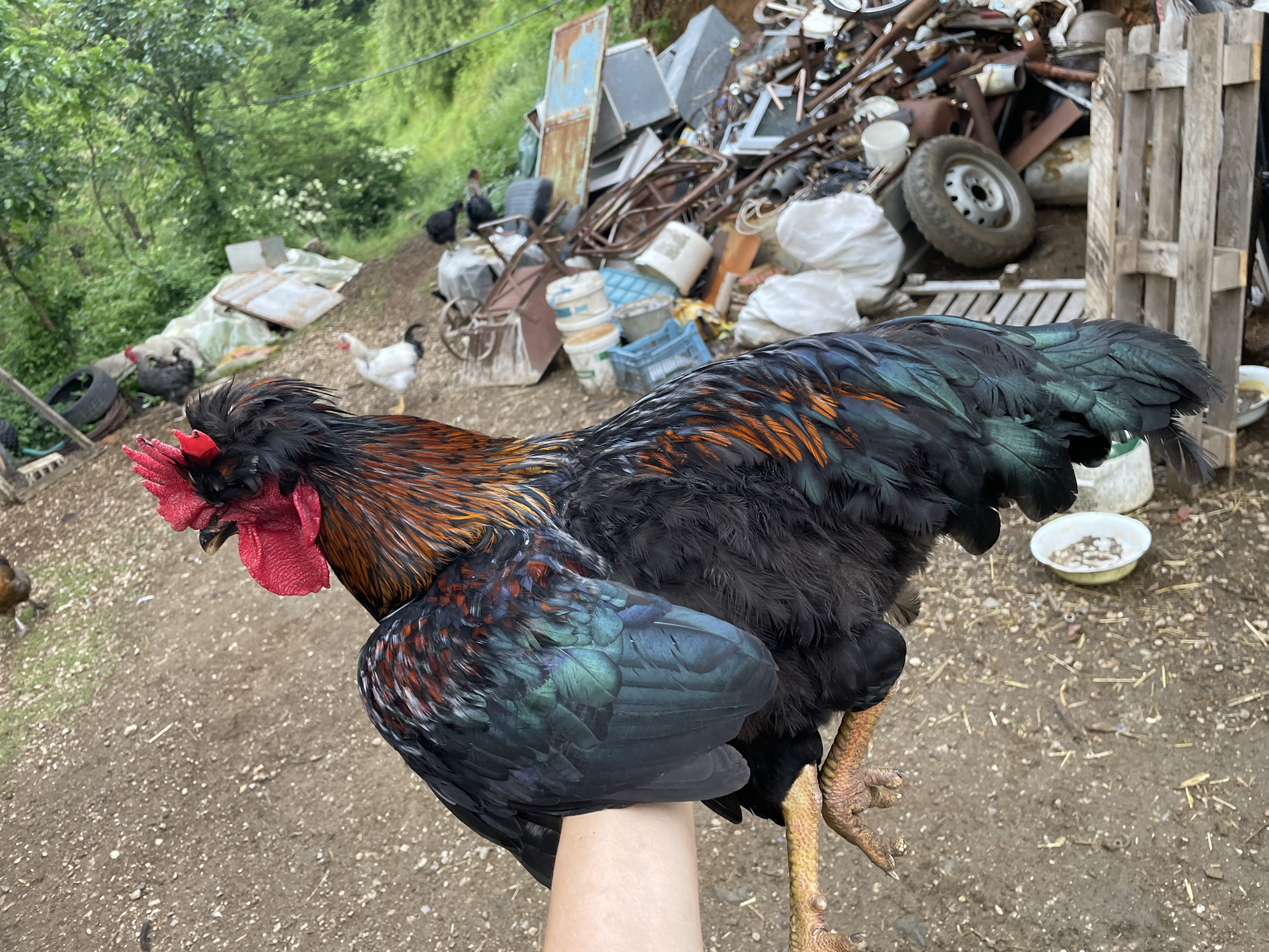 A person's hand supports a vibrant rooster, the central subject of this outdoor, daytime photograph taken in Zlatograd, Bulgaria. The rooster exhibits striking iridescent black feathers that shimmer with green and bronze-orange hues across its neck, back, and wings. Its head features a prominent red comb and wattles, and its strong yellow legs are visible with scales and spurs.
In the cluttered background, a rural or semi-rural scene unfolds. A large, disorganized pile of scrap materials, including metal objects, old furniture, various buckets, plastic containers, a white bag, a wheel rim with a tire, and wooden pallets, dominates the right side of the frame. Lush green trees and vegetation are visible in the upper left and far background, indicating a natural setting. Several other chickens, including a white and black hen and darker fowl, roam freely on the dirt and gravel ground. A small white bowl rests on the ground to the far right. The natural, diffused light suggests a bright morning or afternoon. There is no visible text in the image.