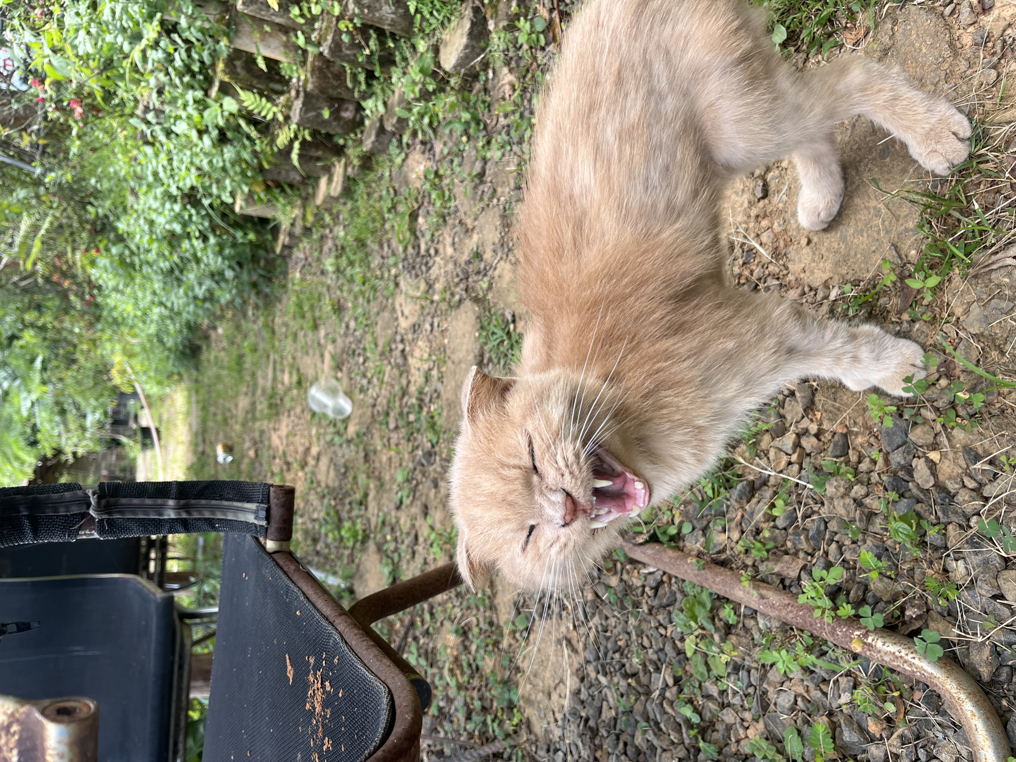 A light brown cat with its mouth open in a yawn or meow is standing on a gravel path next to a rusty metal pipe. The cat's eyes are closed, and its teeth are visible. To the left of the cat is the side of a black fabric chair with a rusty metal frame. In the background, there is lush green vegetation and some stone steps. A transparent plastic bag is floating in the air between the cat and the background. The location appears to be an outdoor, possibly rural, setting.