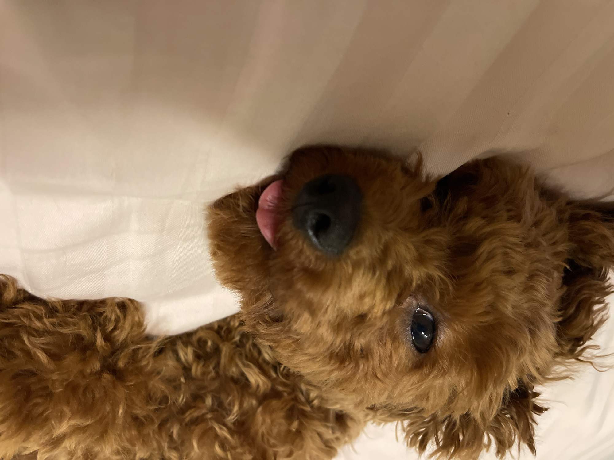 A close-up, eye-level shot focuses on the face of a small, fluffy, brown poodle dog lying on a light-colored, striped surface that appears to be a bedsheet. The dog's head is tilted slightly to its left, and its eyes are partially closed. Its snout is black, and its tongue is sticking out pinkly to the right side of its mouth. The background is out of focus, with the right side of the dog's body extending out of frame. There is no discernible information about a location in Sofia, Bulgaria.
