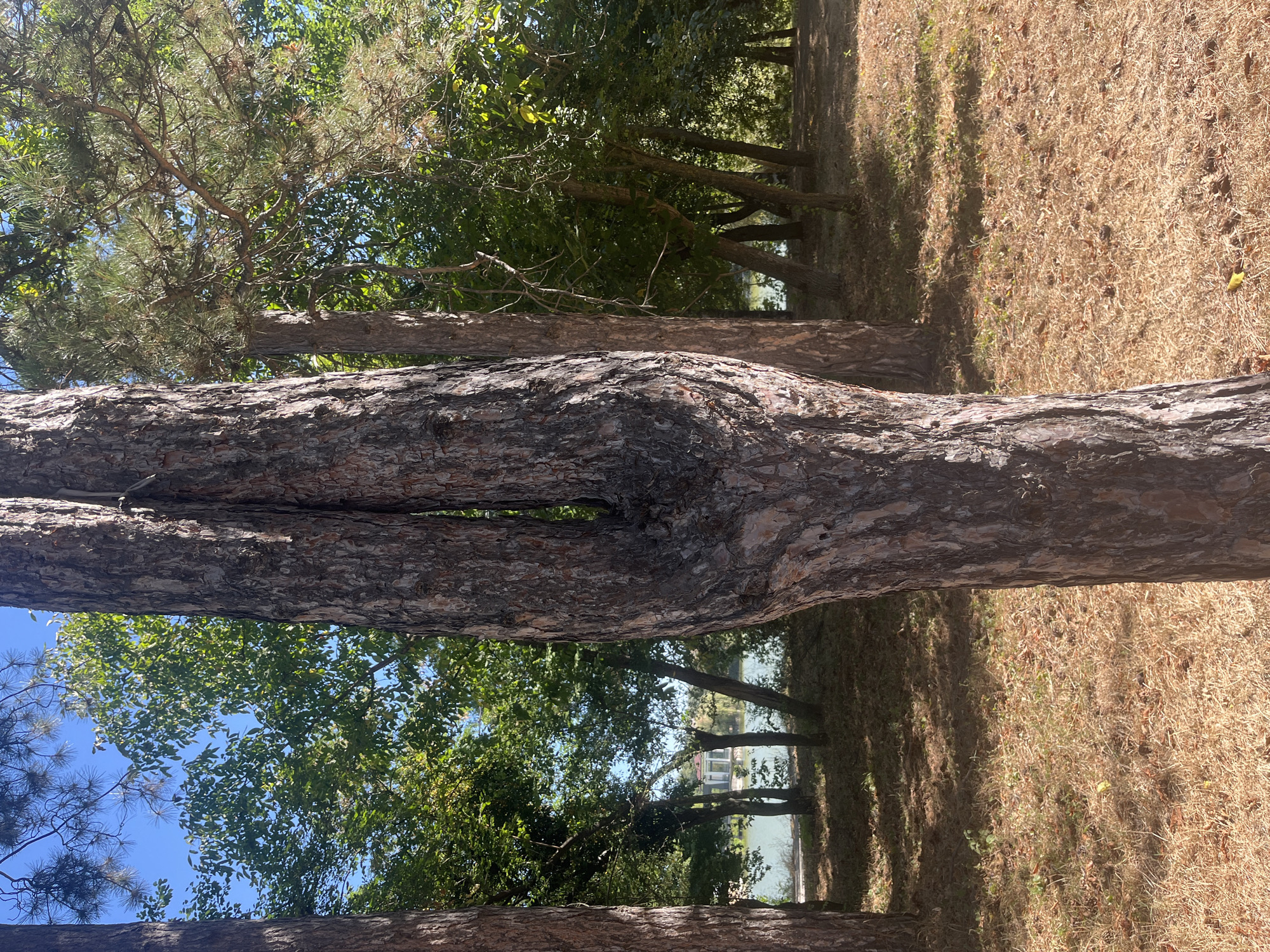 The image shows a close-up view of a tree trunk with a distinctive split, set against a backdrop of lush green trees and a body of water. The ground is covered in dry grass and fallen leaves. In the distance, a small building with a light-colored roof is visible across the water. The scene appears to be in a park or natural area. The location is the area around Lake Vaya in Targovishte, Bulgaria.