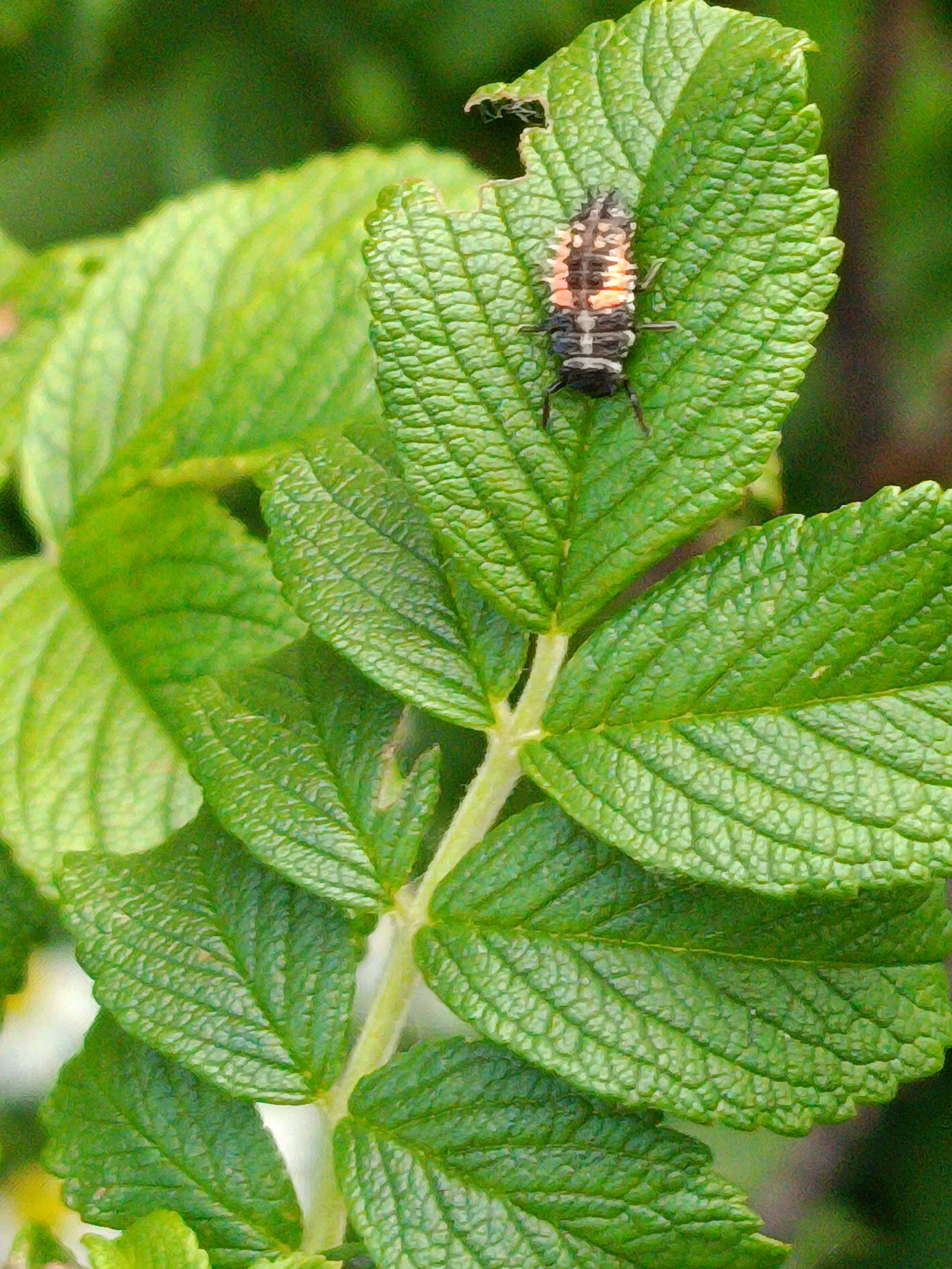 The image shows a close-up of a ladybug larva on a textured green leaf. The larva is elongated with a dark body segmented with white bands, and has bright orange markings along its sides. It is positioned on the right side of a large, serrated leaf, with other leaves in the background. The focus is sharp on the larva and the leaf it is on, with a blurred green background suggesting an outdoor natural setting. The lighting appears to be natural daylight, casting subtle shadows. There is no visible text in the image. The overall impression is one of natural detail and life in a garden or wild setting. The specific location of Kyiv, Ukraine, does not provide further visual cues within the image itself.