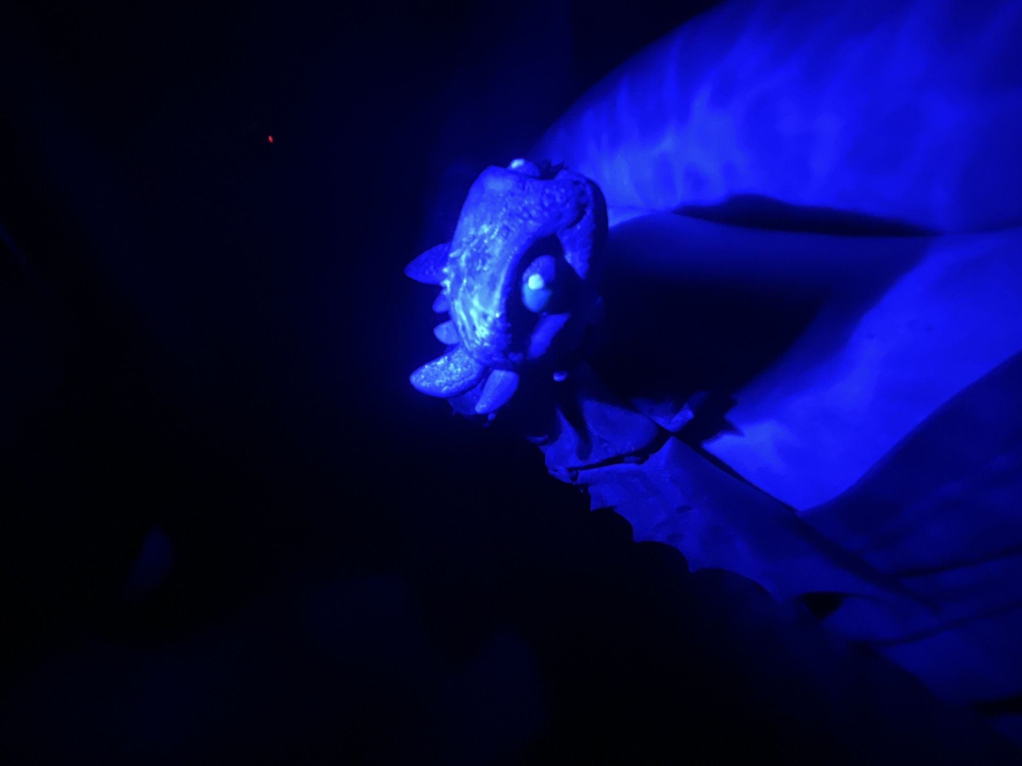 The image shows a close-up, low-angle, indoor shot of a blue-lit, dragon-shaped toy, possibly a figurine of Toothless from How to Train Your Dragon, placed in an environment that is predominantly dark with a strong blue luminescence emanating from an unseen source, casting shadows and highlighting textures of the toy's skin and wings. There is a small red light source visible in the upper right quadrant of the image. No specific details about its location in Saint Petersburg, Russia, are present within the image.