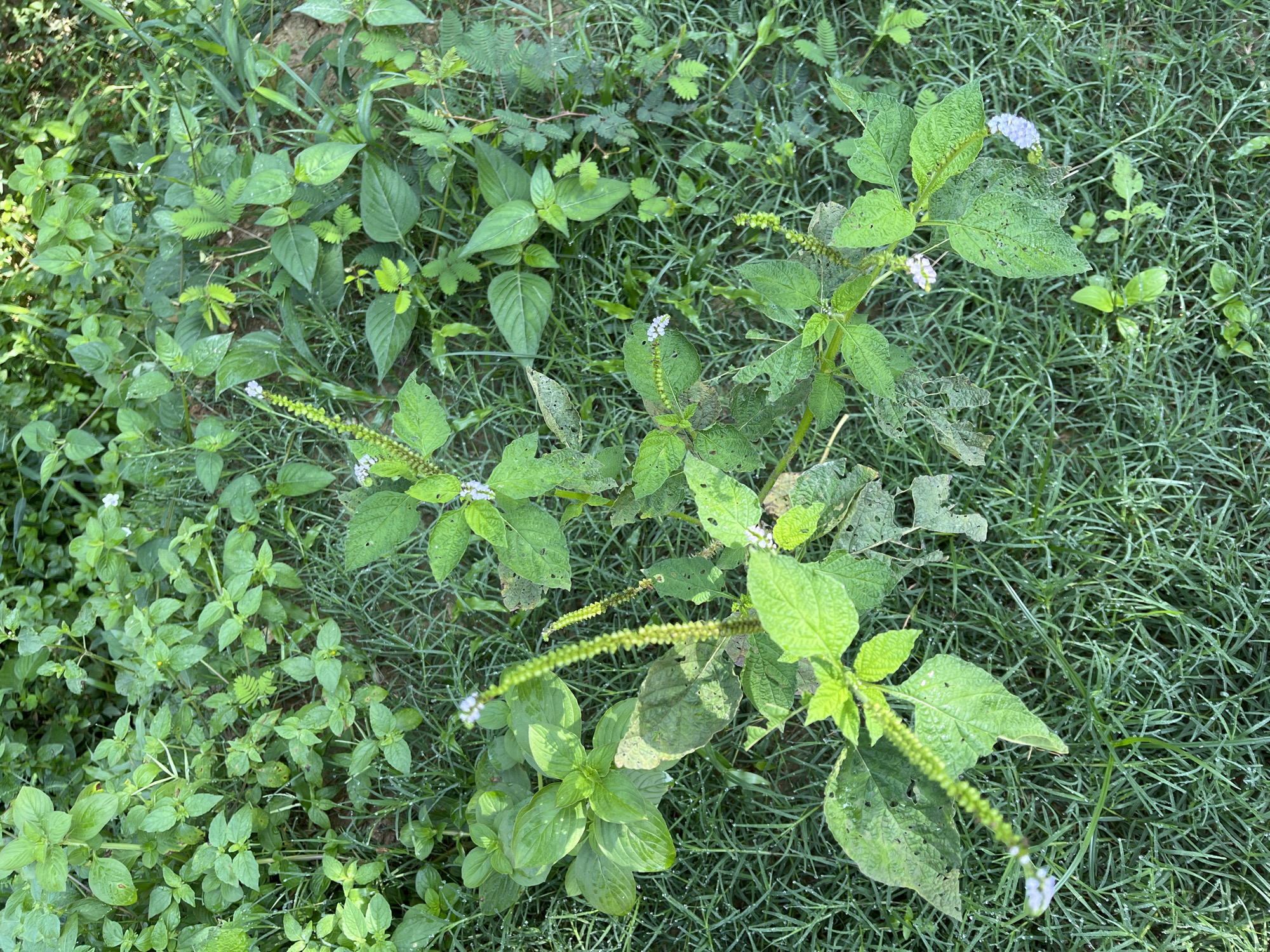 The image depicts a close-up, top-down view of a patch of vegetation in Jamurlabu, Indonesia. The scene is dominated by various green plants, including grasses and broader-leafed plants with pale green flower spikes. Some of the leaves show signs of damage, with holes and browning. The overall impression is one of natural growth, with a slightly unkempt appearance. There are no people or man-made objects visible. The lighting suggests it is daytime, possibly morning due to the presence of dew on the grass.