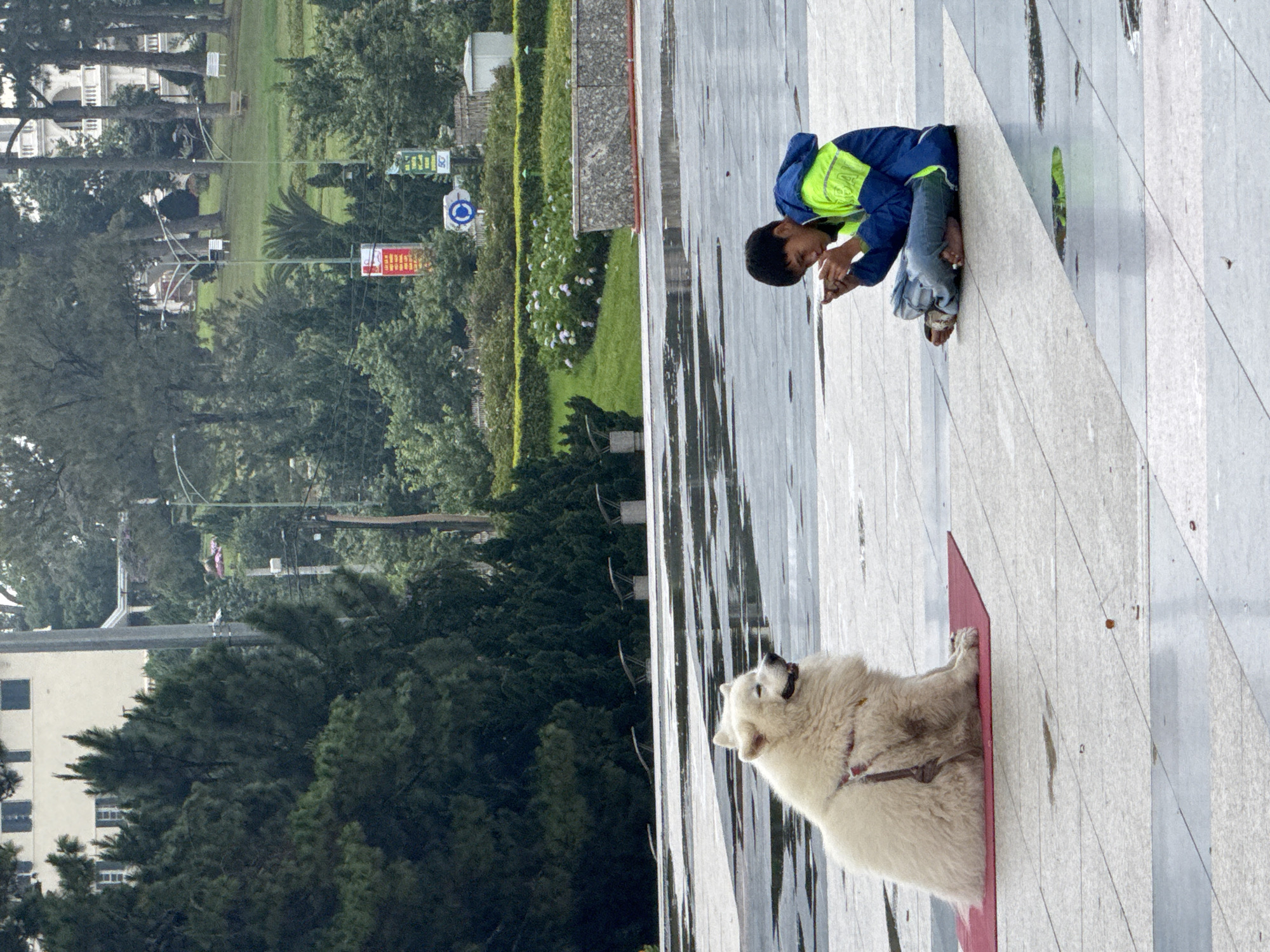 This image captures an outdoor scene, likely a public square or plaza bordering a lush green park. The foreground features light-colored paved ground, which is visibly wet in sections, reflecting the ambient light.
In the middle-right of the frame, a young boy is kneeling or crouching on the pavement. He is wearing a blue jacket with a bright neon green upper half and blue jeans, with sandals visible on his feet. He has dark hair and is intently focused on something in his hands, possibly a small device or object.
In the foreground, to the right, a large, fluffy white dog, possibly a Samoyed, lies calmly on a red mat placed on the paved surface. The dog is wearing a harness and has its head slightly raised, looking towards the upper right of the frame.
The background, to the left of the paved area, is dominated by a vibrant green park or garden, densely populated with various trees and bushes. Utility poles and overhead lines are scattered throughout this green space. In the distance, partially obscured by the foliage, are white buildings with dark roofs and windows. Several signs are visible on poles within the park; one is a red rectangular sign with yellow text, and another is a blue circular sign with white symbols, both too distant to be legible. The setting suggests a calm daytime, possibly following rain, in a verdant location like Da Lat, Vietnam.