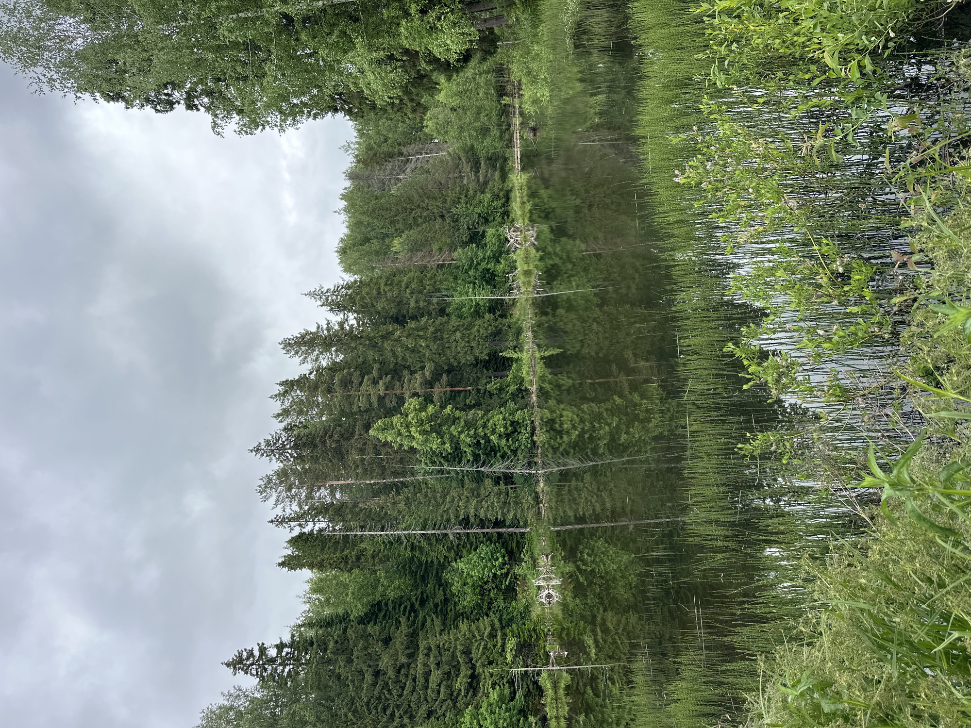 The image displays a natural forest and lake scene in Al'nyash, Russia. A calm, dark green body of water occupies the center, reflecting an overcast grey sky and the surrounding treeline. The far bank is densely forested with a mix of coniferous trees, including pines and spruces, and some deciduous trees. Several tall, bare, dead tree trunks are visible amidst the living trees on the far shore. The right side of the image shows a prominent birch tree. The foreground and near edge of the water are densely vegetated with tall green reeds, grasses, and various leafy plants. No human presence or man-made structures are visible.