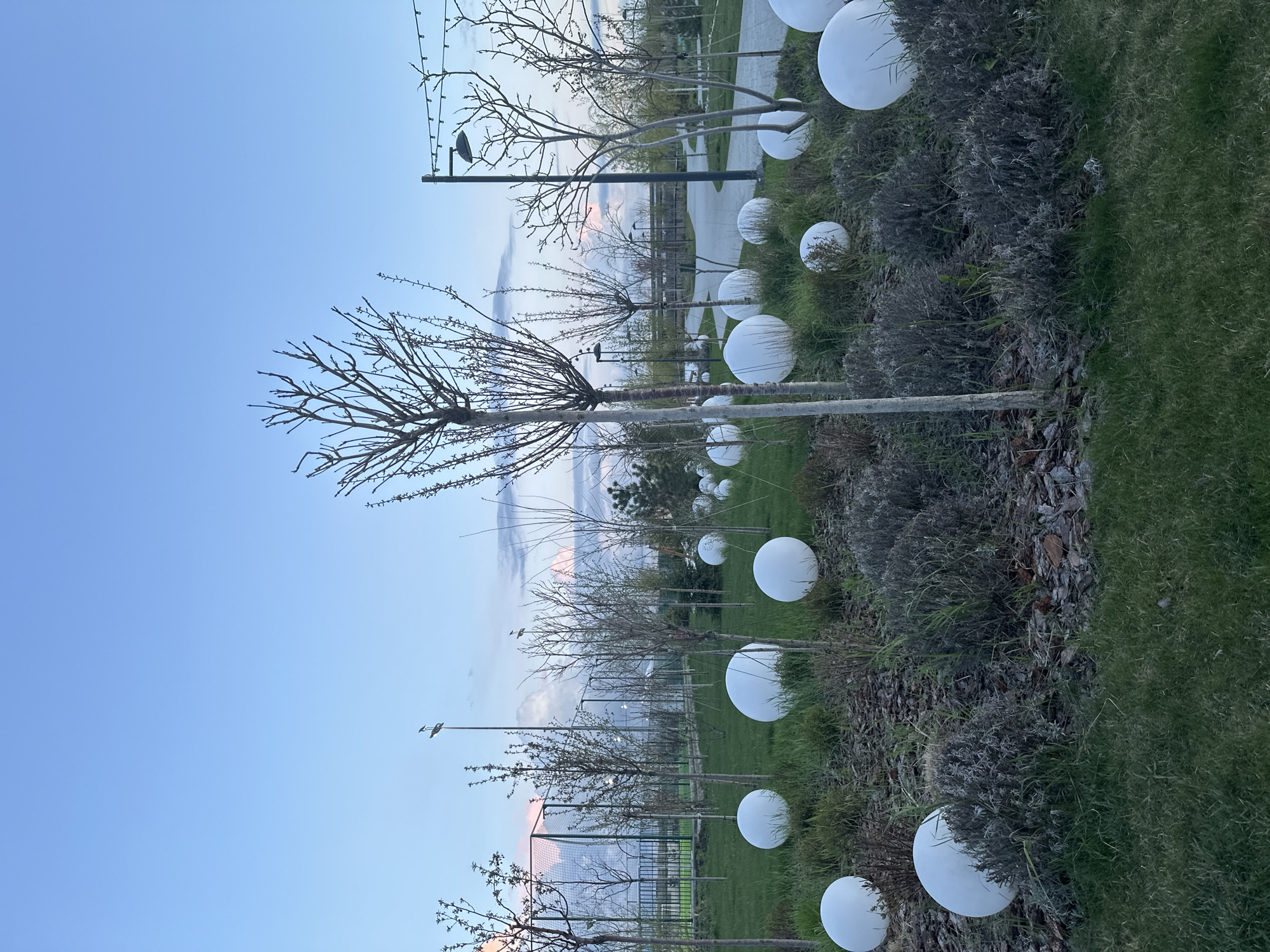 The image depicts a landscape in a park located in Rostov-on-Don, Russia. A row of young, bare trees is planted along a grassy area interspersed with shrubs. Large, white spherical light fixtures are placed among the trees and shrubs. Light posts with modern fixtures stand behind the trees, alongside a fenced-in area that appears to be a sports field or court. The sky is blue with some light clouds, suggesting it's either early morning or late evening.