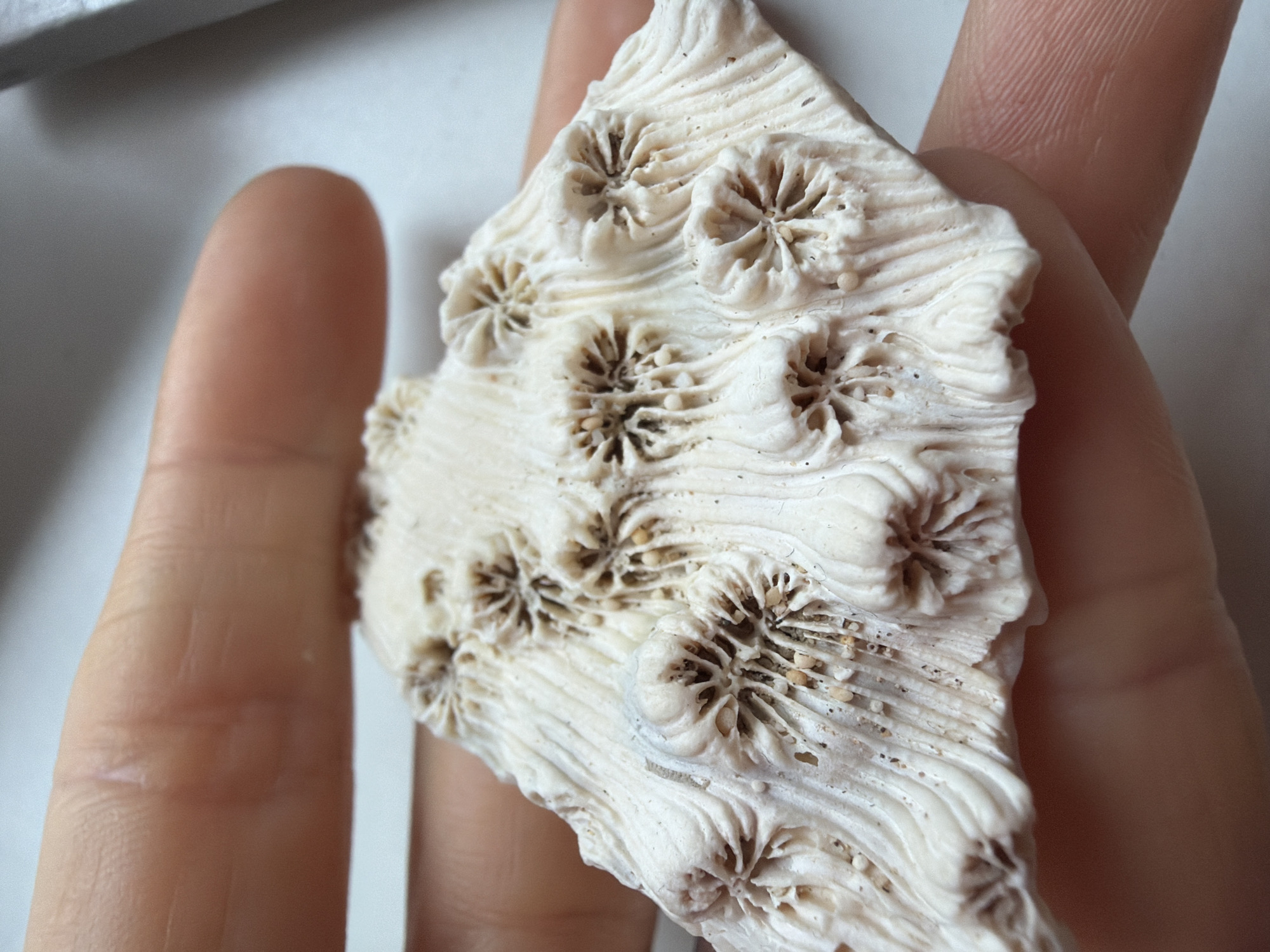 A close-up shot shows a fragment of white coral being held in a person's hand. The coral features multiple small, flower-like patterns across its surface with a ribbed texture. The overall color is off-white with subtle brown markings in the floral designs. The person's skin appears light-toned.
The location is not specified, and is not the city of Saint Petersburg, Russia.