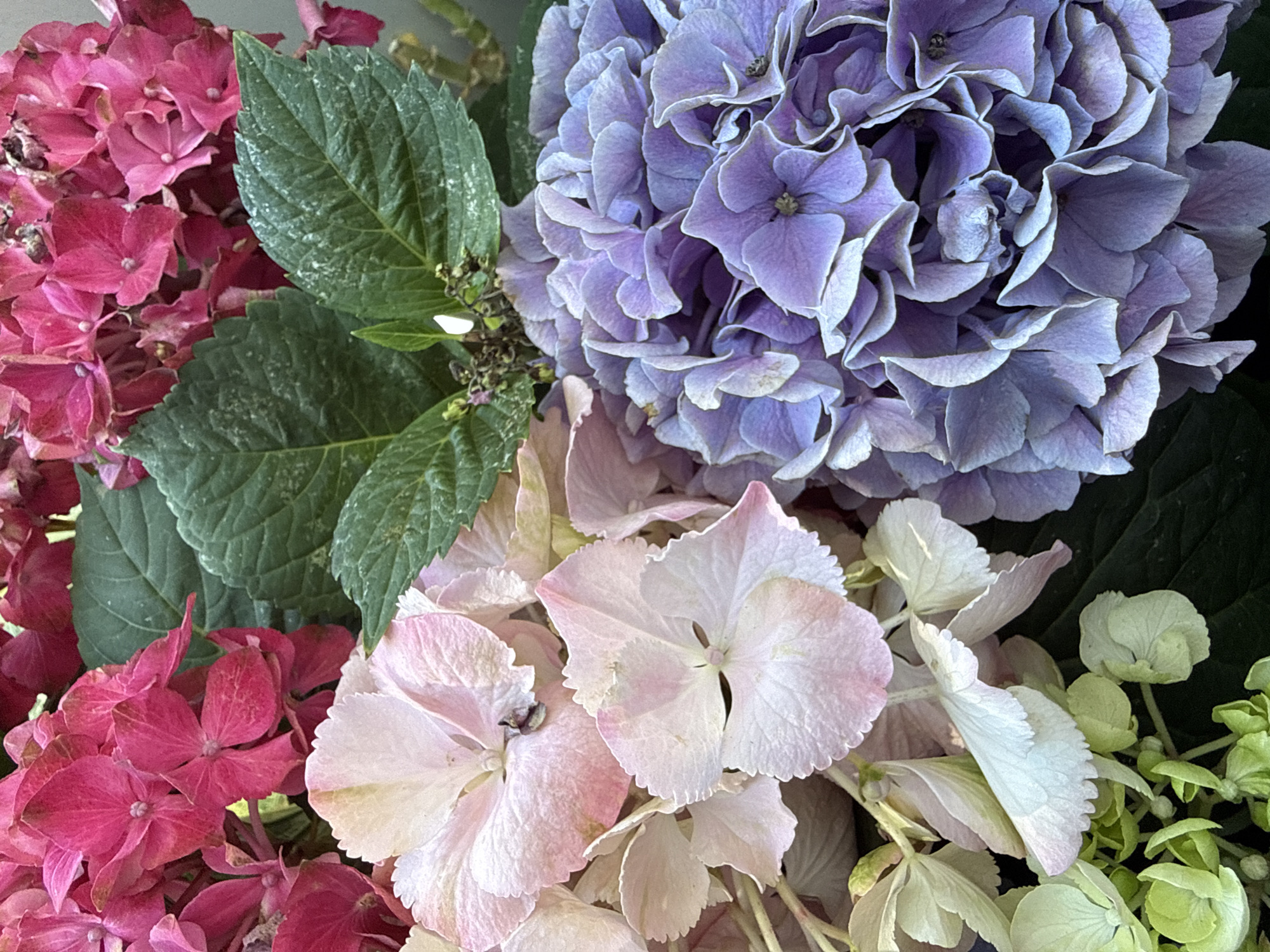 The image displays a close-up of a bouquet of hydrangeas with multiple colors: pink, purple, and light pink/white. The flowers are clustered together, filling the frame. Green leaves are interspersed among the blooms. The scene appears to be indoors or in a shaded outdoor location. The precise location in Bad Sachsa, Germany, is not identifiable from the image alone.