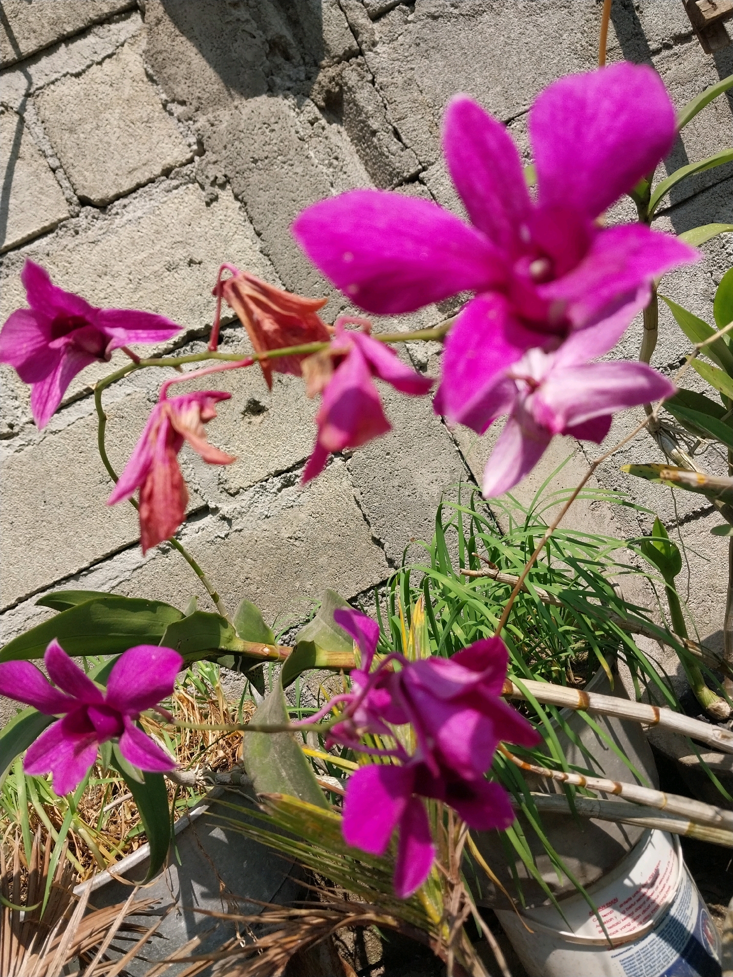In Penataran, Indonesia, a close-up, eye-level, medium outdoor shot captures a cluster of vibrant magenta orchids against a textured, light gray brick wall. The orchids, in various stages of bloom and decay, are the primary subjects. One large, in-focus flower dominates the upper right, its petals unfurled. Several other orchid blooms, some in sharp focus and others blurred, are visible throughout the frame, including some that appear dried and withered in reddish-pink hues. Green leaves and stalks of the orchid plants are interspersed with the flowers. The background consists of the sunlit brick wall, showing distinct mortar lines and a rough surface. In the lower portion of the image, a blurred view of green grass and dried foliage is visible, along with portions of what appear to be plastic pots or containers. The lighting suggests a bright, sunny day, casting subtle shadows on the wall. No people or animals are present in the scene.