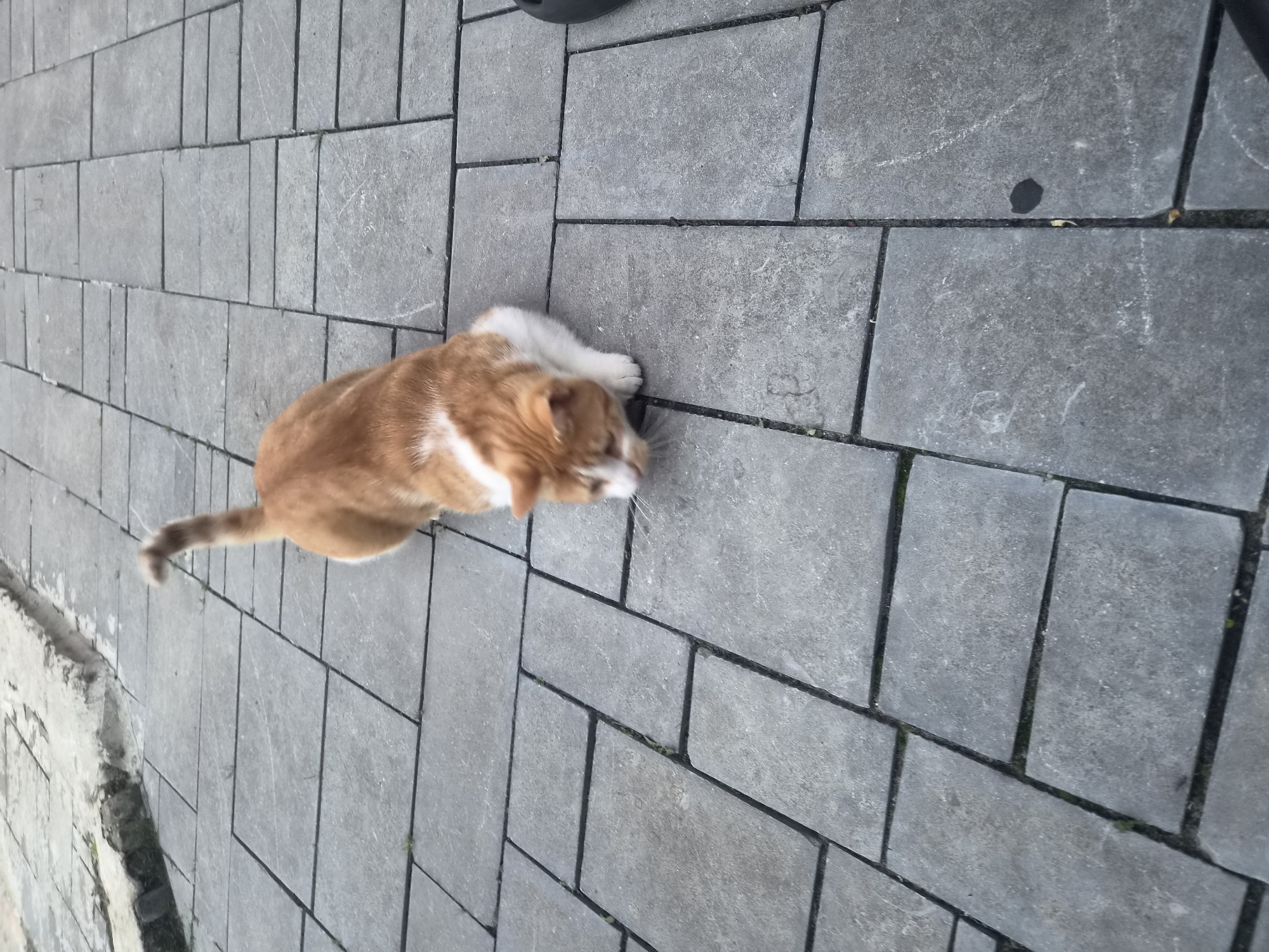 A ginger and white cat is walking on a paved surface. The cat is in the center of the frame, facing down and to the right. It has an orange and white coat, a long tail, and white paws. The paved surface is made of gray rectangular stones. In the background, there is a concrete curb and some vegetation. The scene appears to be outdoors, possibly on a street or sidewalk. The image was taken in Peer, Belgium.
