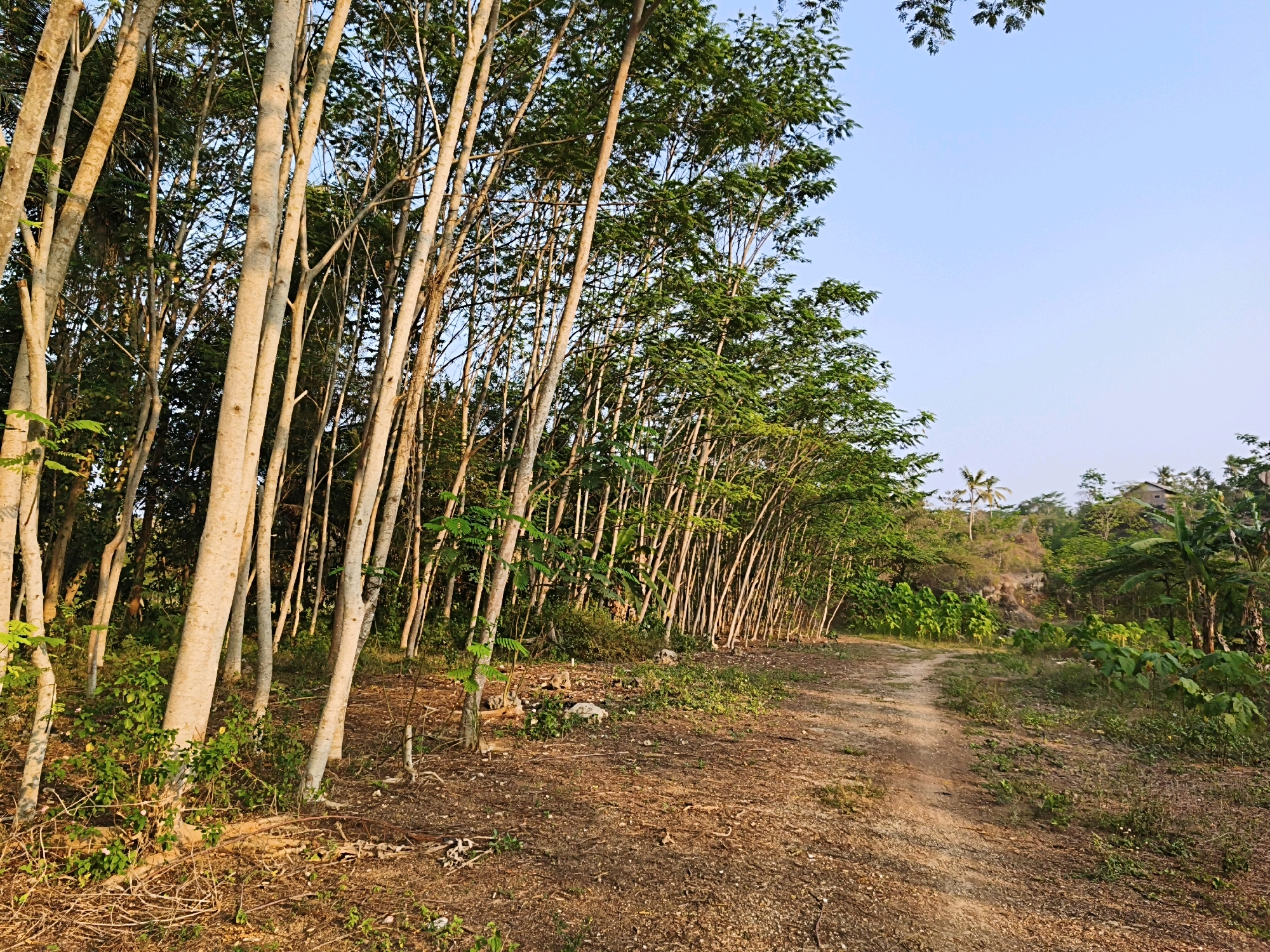 The image depicts a dirt path winding through a densely wooded area, likely a plantation, in Kalipucang, Indonesia. The path is flanked by numerous tall, slender trees with light-colored bark and green foliage, creating a tunnel-like effect. The ground is covered in dry leaves, twigs, and patches of grass. In the background, the terrain rises, revealing more lush vegetation and a few palm trees. The sky is clear and light blue, suggesting it is either early morning or late afternoon. There are no people or visible structures other than what appears to be a distant building on a hilltop. The overall impression is one of a rural, natural landscape.
