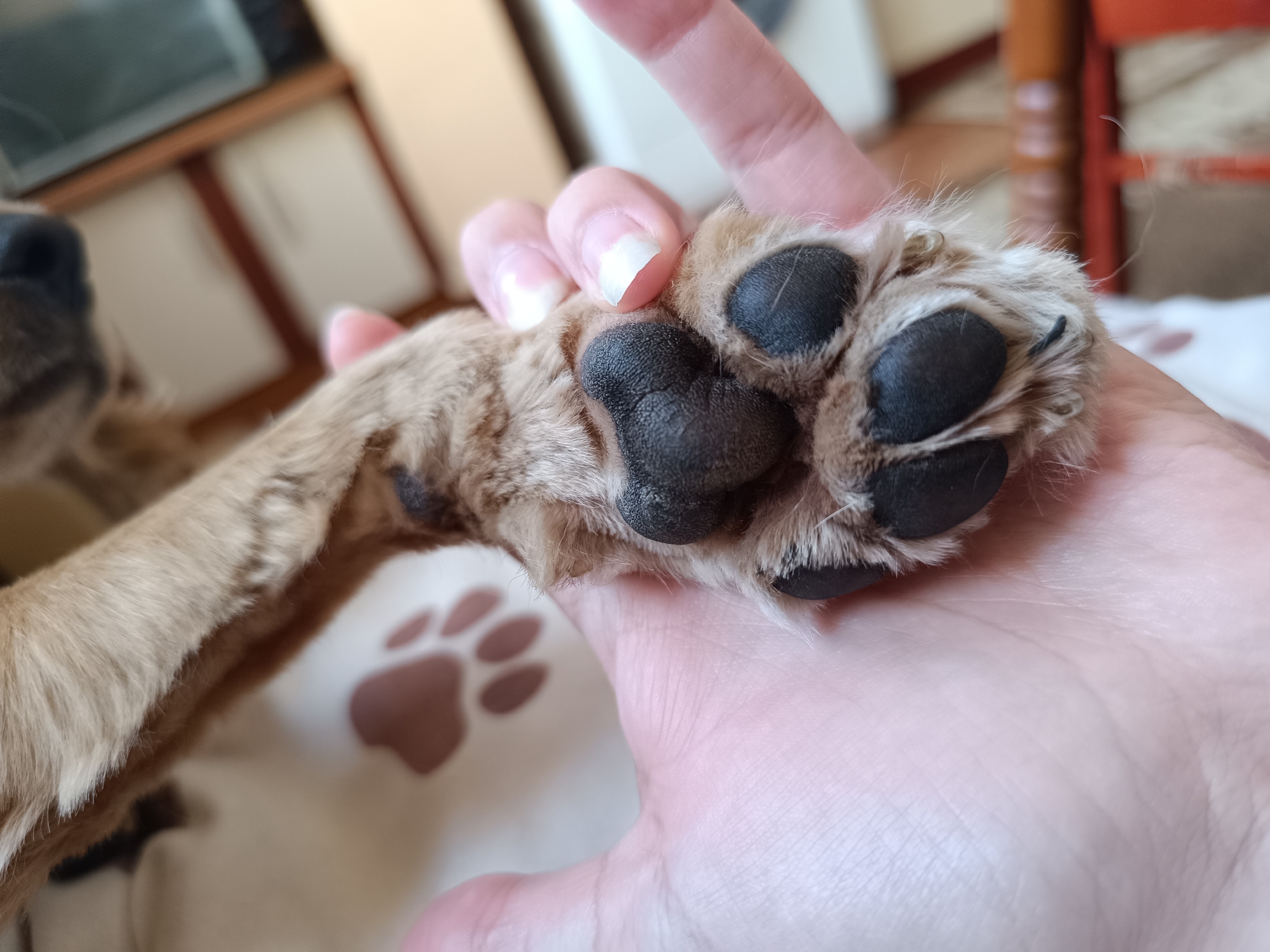 The close-up image shows a person's hand gently holding a dog's paw. The dog's paw is covered in light brown and darker brown fur, with distinct black paw pads visible on the underside. The dog's nails are also visible, some appearing dark. Part of the dog's snout and nose are blurred in the upper left corner, indicating the dog's head is nearby.
The person's hand, holding the paw, shows fingernails that are light in color, some with a visible white tip. The skin of the hand appears fair. The overall interaction suggests a moment of affection or examination between the human and the animal.
In the background, elements of an indoor setting are blurred. To the left, there's a suggestion of household furniture or an appliance, possibly a microwave or a cabinet. To the right, a reddish-brown object, likely part of a chair or table, is visible. Below the paw, a light-colored fabric with a faint, darker paw print pattern is visible, further emphasizing the pet-owner context. The lighting suggests an indoor setting, possibly during the day or with good artificial light. No specific location cues for Pleven, Bulgaria are discernible from the visual content alone. There is no visible text in the image.