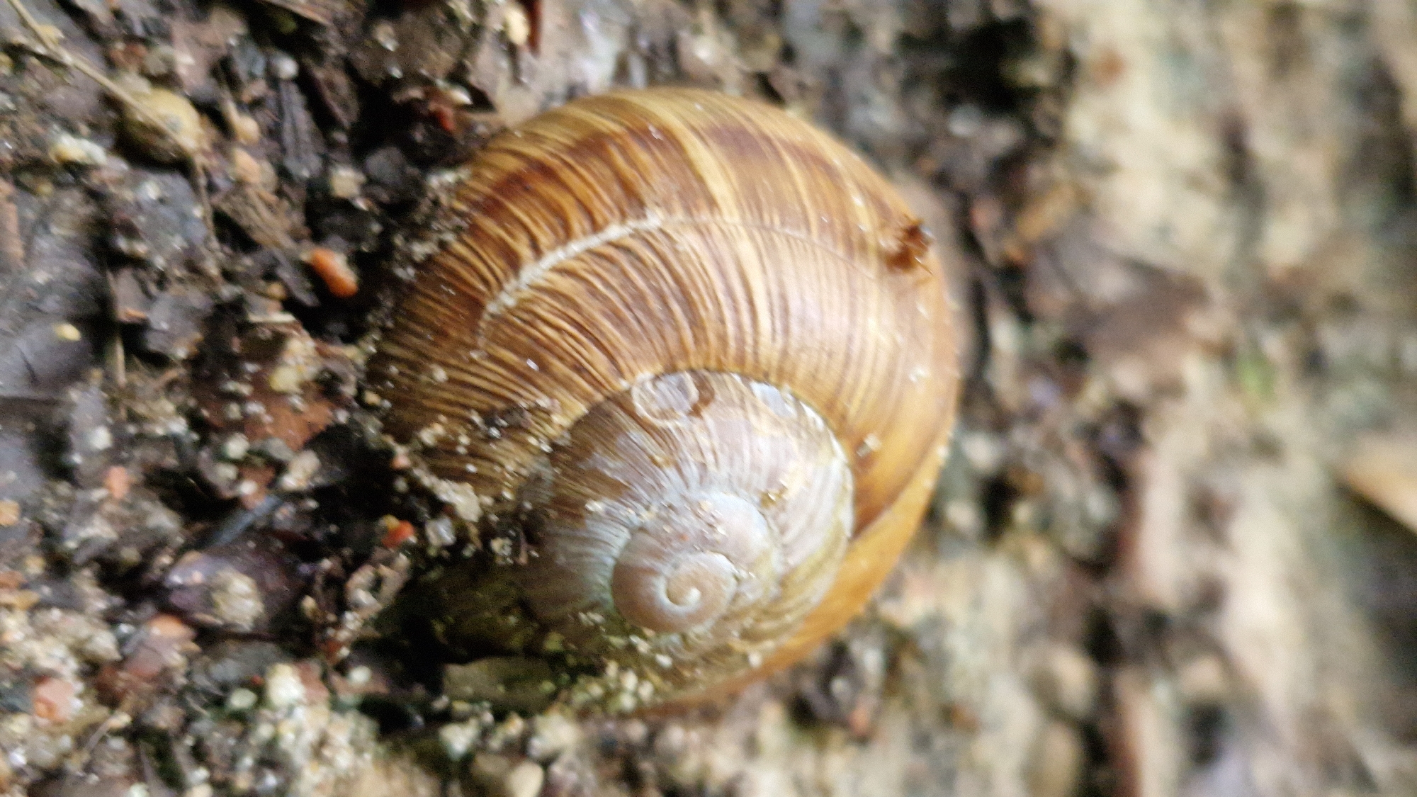 A snail shell is resting on the ground. The shell is brown and spiraled, with visible growth lines. An ant is visible on the top surface of the shell. The ground is covered with dirt, small pebbles, and bits of decaying organic matter. The image is a close-up shot, with the background blurred and out of focus. There are no people or buildings visible in the image. The scene is natural and undisturbed.