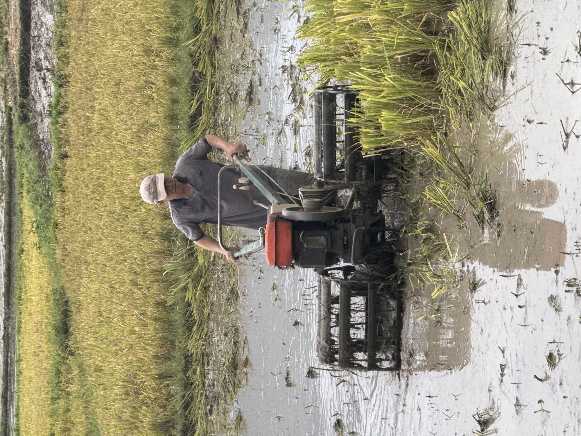 A man in a grey shirt and a white cap is operating a tiller in a rice paddy in Chiềng Châu, Vietnam. The tiller is a two-wheeled machine with a red engine cover and a black cage-like attachment at the rear. The man is holding onto the handlebars, guiding the tiller through the muddy water. The rice paddy is partially harvested, with a section of yellowing rice stalks on the left and freshly tilled mud with green rice shoots on the right. The water is reflective, showing the sky and the surrounding greenery. The scene appears to be set in the late afternoon or early morning, judging by the soft, diffused light. There is no visible text in the image. The overall mood is one of agricultural labor and the serene beauty of the rural landscape.