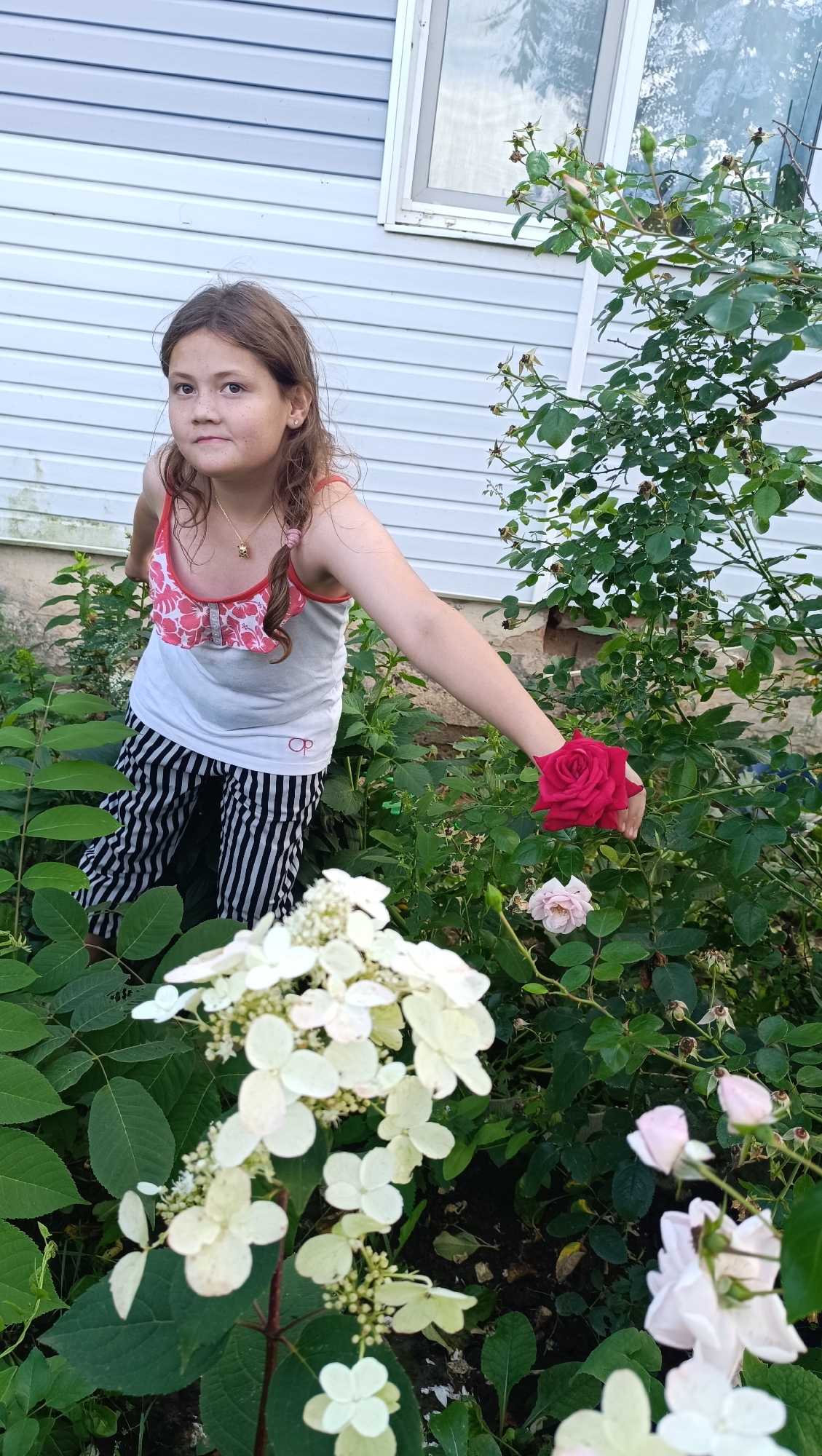 A young girl with brown hair pulled back in a ponytail stands in a garden. She is wearing a white tank top with a pink floral pattern and black and white striped pants. She is holding a red rose in her right hand and looking towards the camera. In the background, there is a white vinyl-sided house with a window. The garden is filled with green foliage and white and pink flowers. The location is the city of Karsha, Russia.