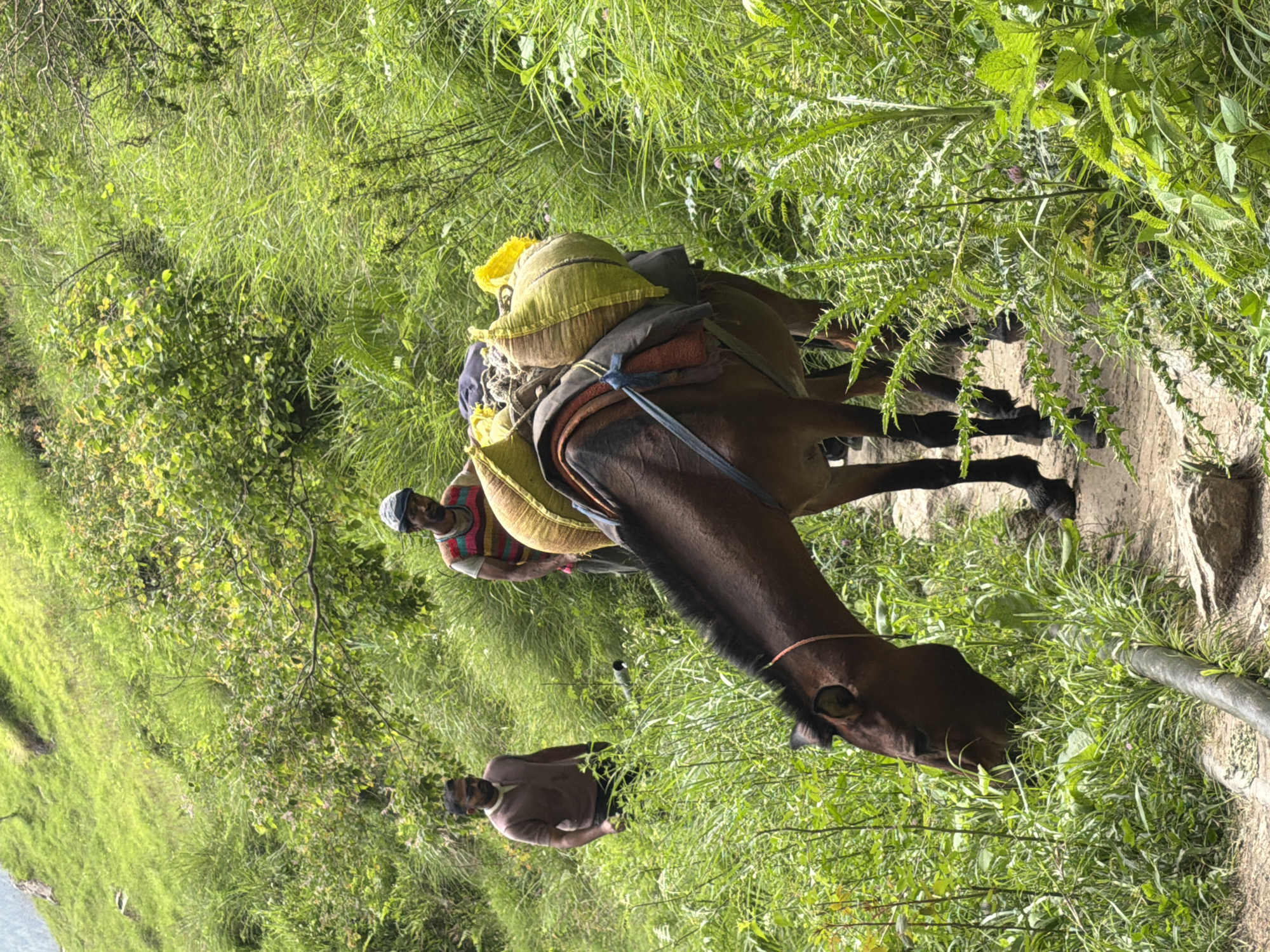 In the city of Bahang, India, a horse is seen on a dirt path laden with two large sacks, one predominantly yellow and the other a greenish-yellow, secured to its back with a saddle and straps. The horse is in the foreground, with its head lowered as it grazes on lush green grass that lines the path. To the right and behind the horse, a man in a striped sleeveless shirt and a cap stands, appearing to be overseeing the animal. Further to the left, another man wearing a brown shirt and sunglasses is visible, also standing in the grassy area. The environment is a verdant hillside covered with dense green foliage and trees, suggesting a rural or mountainous setting within Bahang. The path appears to be a natural trail, winding through the thick vegetation.
