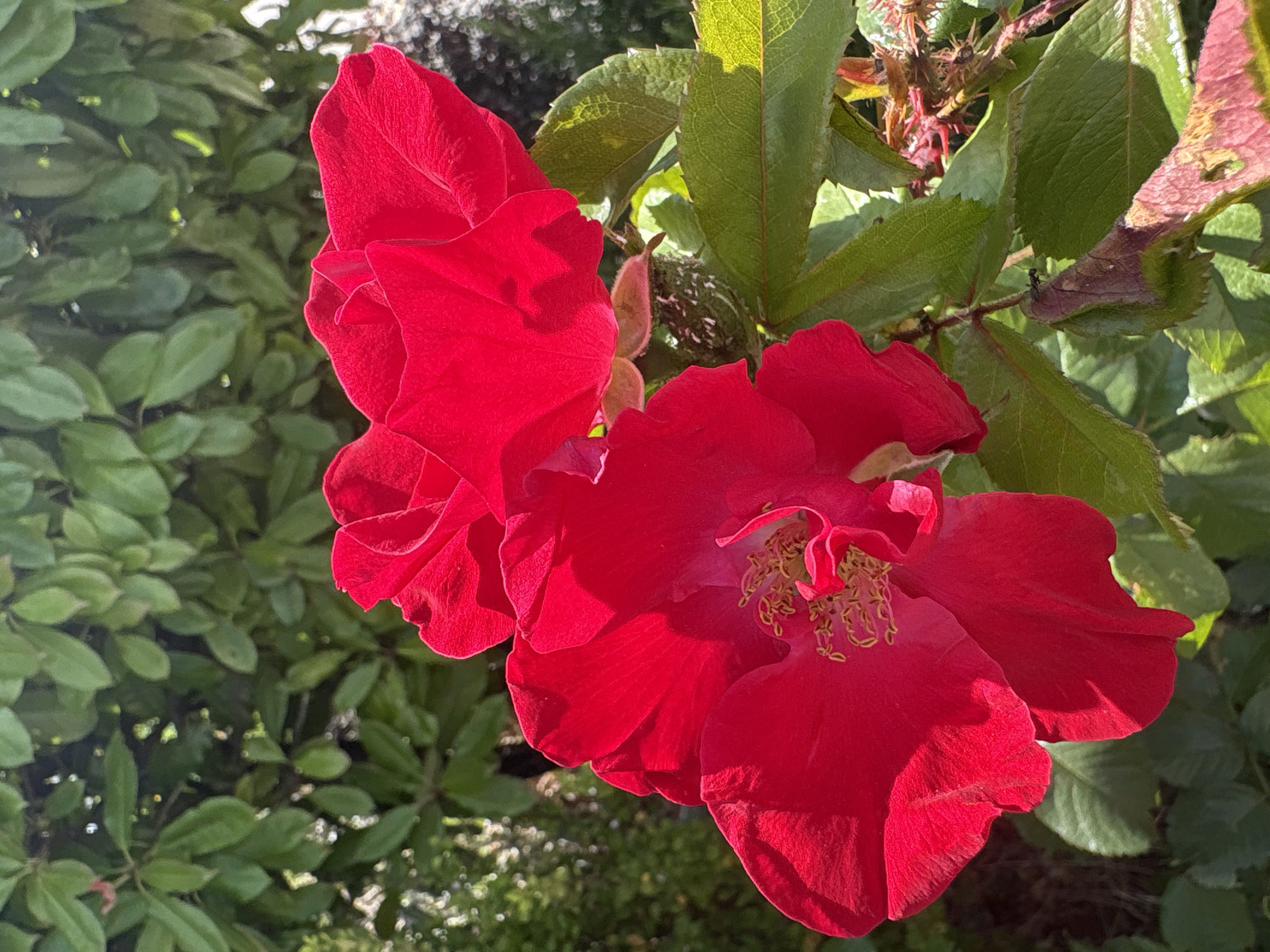 The image shows two bright red roses in bloom, with their petals unfurling towards the viewer. The rose in the foreground is larger and more detailed, revealing its yellow stamens. Behind the roses, a dense background of green foliage suggests a garden setting. The lighting indicates it is daytime, with sunlight highlighting the vibrant colors of the flowers. No people or specific landmarks of Chelmsford are visible.