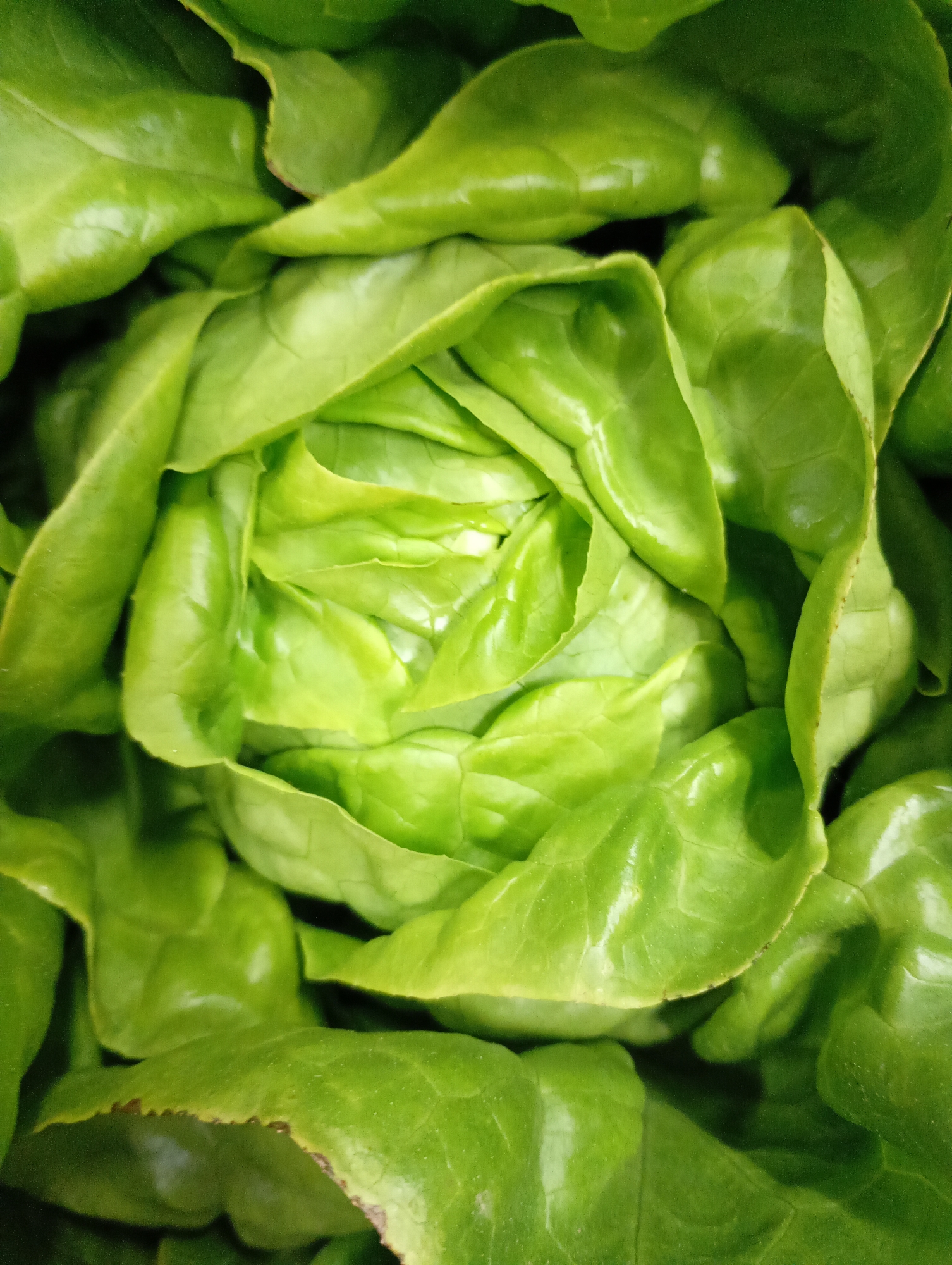 This media file presents a vibrant, top-down close-up view of a fresh head of green lettuce. The primary subject is the vegetable itself, filling the entire frame with its organic form. The lettuce leaves are tightly layered in the center, gradually fanning out towards the edges, forming a natural, intricate rosette pattern.
The dominant color is a healthy, luminous green, showcasing various shades from lighter, almost chartreuse tones in the tender inner core to richer, deeper greens on the more exposed outer leaves. The leaves appear crisp and succulent, with visible natural textures and subtle veining. A slight glossy sheen on some leaf surfaces suggests freshness and hydration. One of the cropped images reveals a very minor, natural brown discoloration on the edge of an outer leaf, typical of fresh produce.
There are no people, objects other than the lettuce, or specific activities taking place. The image is a static portrait of the vegetable. No notable time of day or weather conditions can be discerned, though the lighting appears bright and natural, enhancing the vibrant color. There are no specific location cues visible within the image itself to directly indicate Kabile, Bulgaria, other than it being a typical environment for such produce. No text is visible in any part of the image.