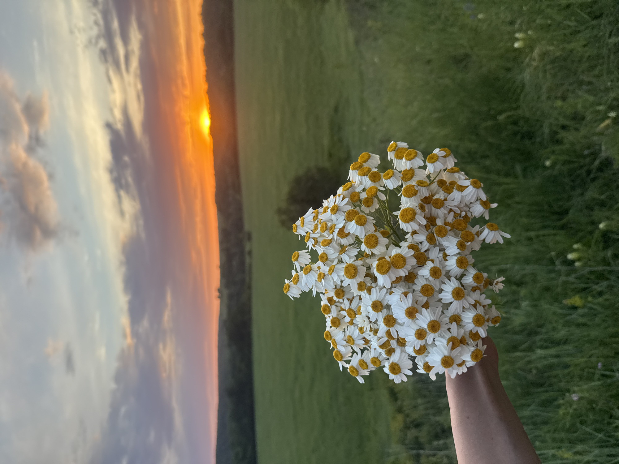A bouquet of white daisies with yellow centers is held in a person's left hand, which is visible from the forearm down. The hand and flowers are positioned in the foreground, to the left of the image. Behind the flowers, a vast, green field stretches towards a distant, tree-lined horizon. The sky above is a canvas of sunset colors, with fiery orange and yellow hues from the setting sun, transitioning into softer pinks and purples, and then a pale blue at the top. The clouds are wispy and illuminated by the fading light. The scene appears to be set in a rural or natural environment, possibly in Lbishche, Russia, given the landscape. The overall atmosphere is tranquil and serene, capturing the beauty of a natural sunset.