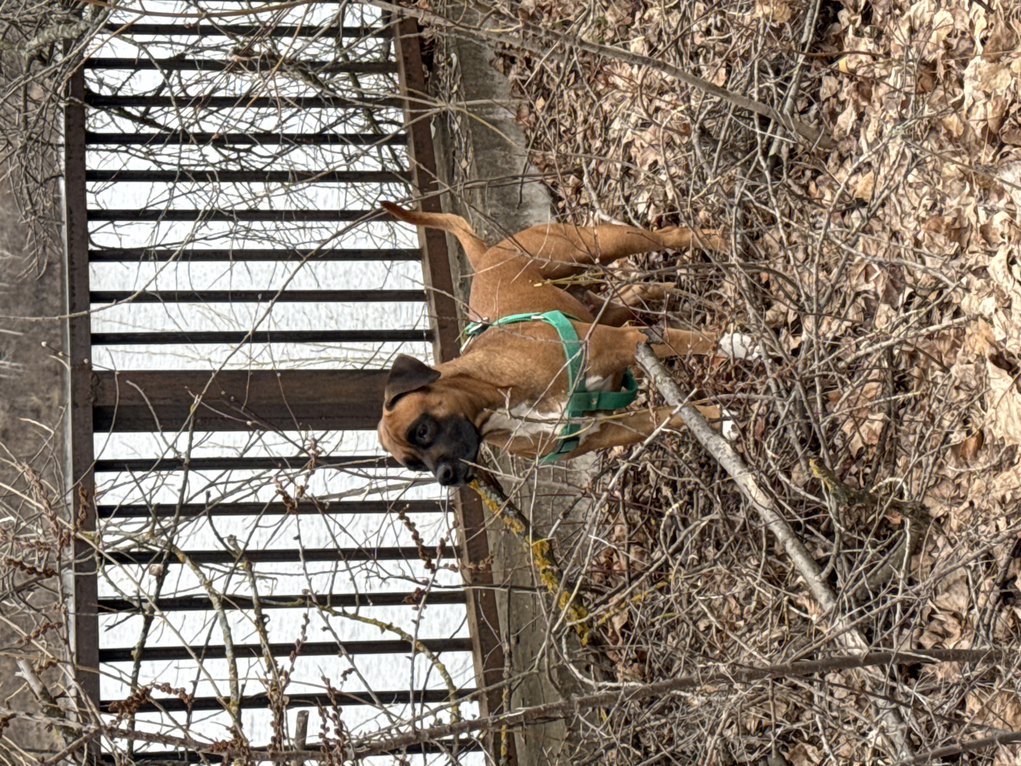 A medium shot depicts a brown boxer dog wearing a green harness lying down in the middle of dead leaves and small bare branches to the right of a bridge-like structure with horizontal slats. The scene appears to be set outdoors, the time of day being daylight. The location is Chaikovsky, Russia.