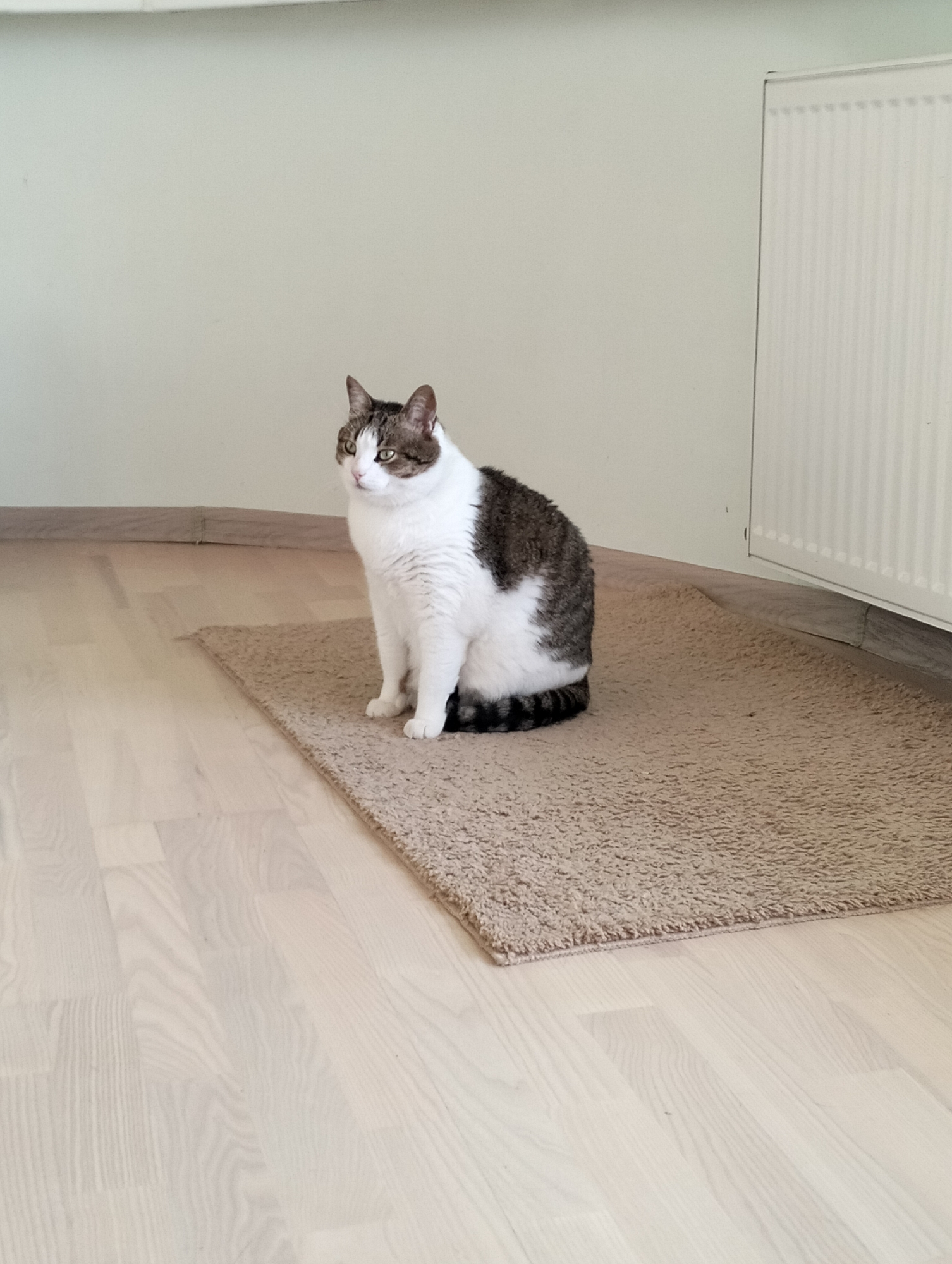 A medium-sized, gray and white cat sits on a small, tan, shag rug in a room. The room has light-colored wooden floors and off-white walls. A white radiator is visible in the background on the right side of the image. The location is Krykhivtsi, Ukraine.