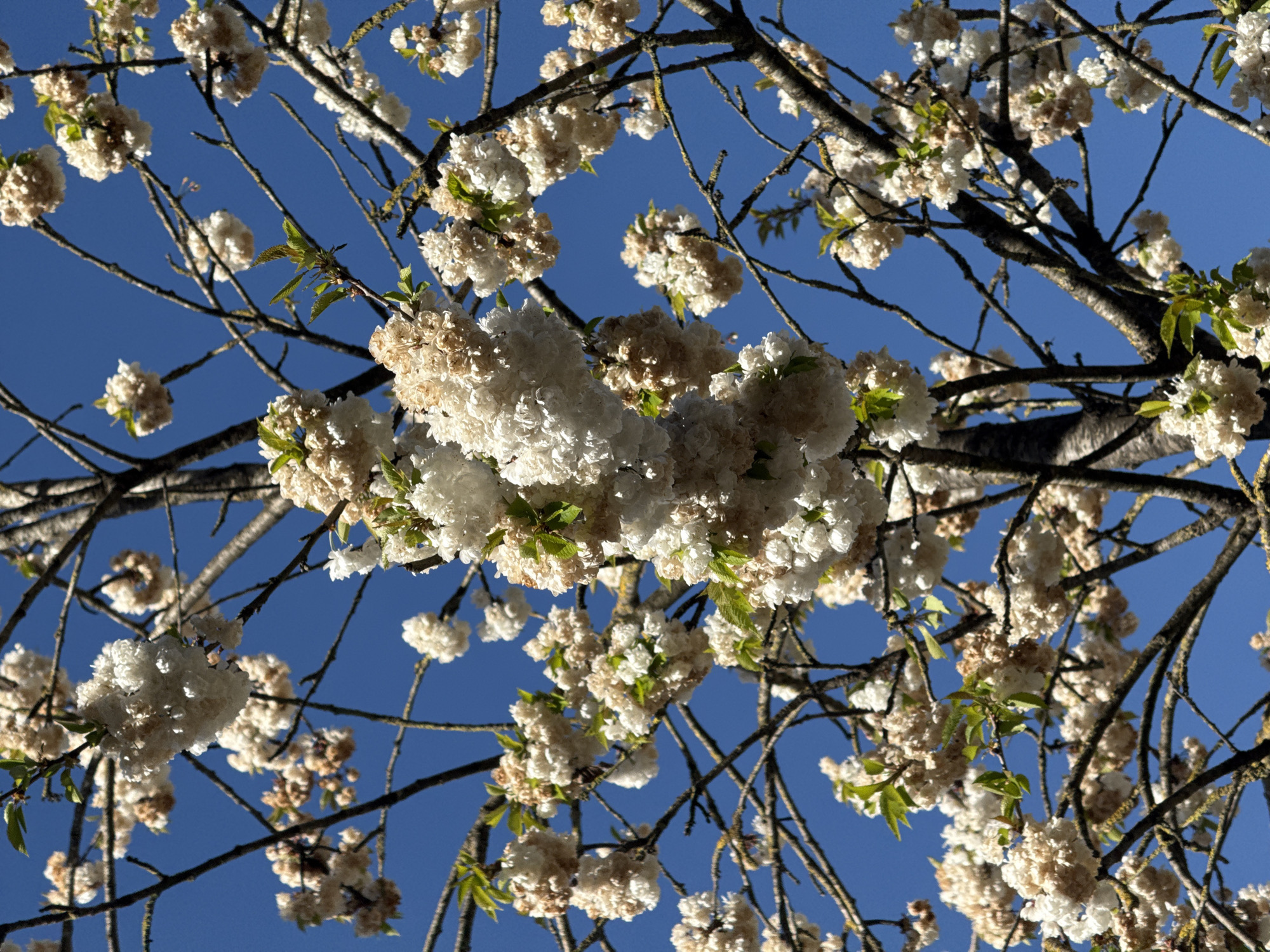 The image presents a vibrant, low-angle shot looking up through the branches of a flowering tree against a clear, deep blue sky. The primary subjects are the numerous clusters of white to cream-colored blossoms, which are densely packed on the tree's bare, dark brown branches. Some of the blossoms show hints of a light brownish or yellowish hue, suggesting either their natural variation or the early stages of fading.
Small, bright green leaves are just beginning to emerge among the flowers and along the twigs, indicating it is early spring. The intricate network of branches, some thin and others thicker, forms a dark, almost graphic pattern against the bright sky, with patches of moss or lichen visible on some of the larger branches. The sunlight strongly illuminates the blossoms, highlighting their texture and creating subtle shadows.
The scene captures a moment of natural beauty and renewal typical of spring. The bright, clear weather suggests a sunny day. No human activity or visible text is present in the image. The location context provided is Esch-sur-Alzette, Luxembourg, implying this springtime scene is set within that city.
