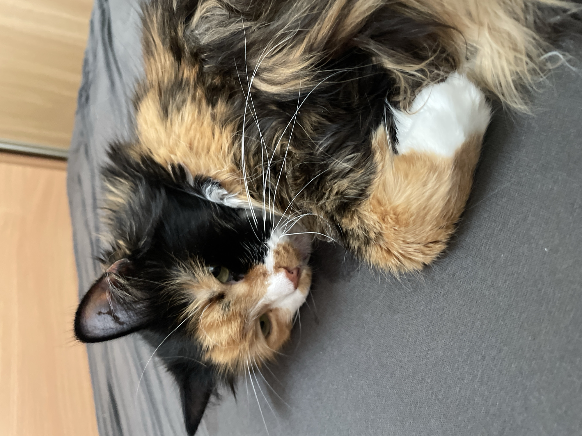A calico cat with long fur is lying on a grey surface, possibly a bed. The cat's fur is a mix of black, orange, and white. Its head is turned towards the left side of the frame, with its eyes open and looking slightly off-camera. The cat's left ear is visible and appears to have a small mark or stain. Its whiskers are long and white. The background consists of a wooden wall or furniture. The scene is indoors. There is no information available about the location being in Teplice, Czechia.