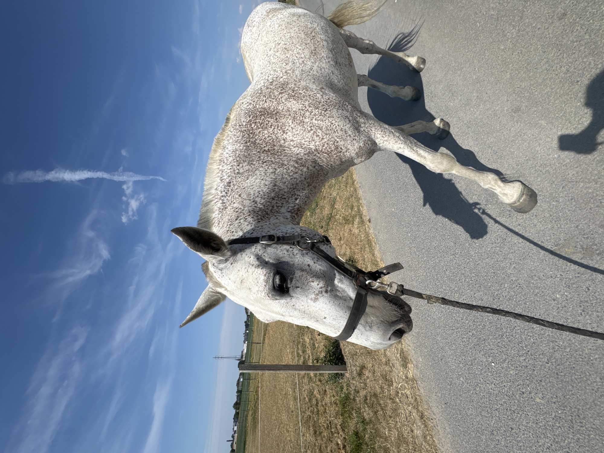 A dappled grey horse with a black halter walks on an asphalt road. The horse is wearing a lead rope that is being held by an unseen person. The horse is looking to the left and its head is partially obscured by the halter. The background shows a dry, grassy field with a fence and some power lines in the distance. The sky is bright blue with some wispy white clouds, and a jet contrail is visible. The sun is high in the sky, suggesting it is midday. The overall scene is rural, and the weather appears to be warm and sunny. There is no visible text in the image.
