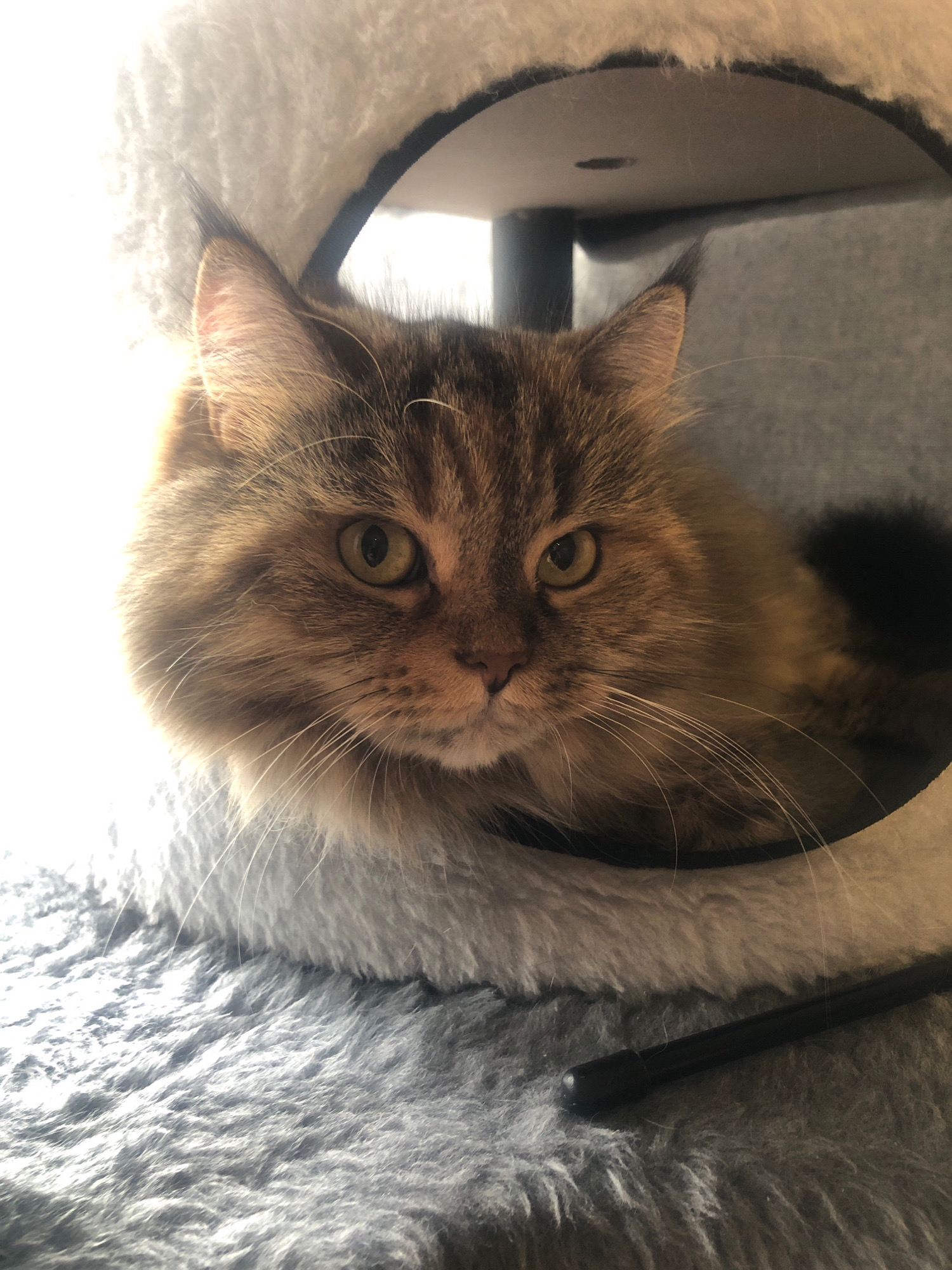 A long-haired brown tabby cat is nestled inside a fuzzy white cat bed, which is placed on a grey furry surface. The cat's face is the primary focus, with its green eyes looking directly at the camera. The background appears to be indoors, with a dark structure above the cat bed and a wall with a grey textured surface. The lighting suggests the presence of a window to the left, casting bright light on the left side of the cat's face and the white fur of the bed. A black wand-like object is visible on the grey furry surface in the foreground, to the right of the cat bed. The image does not provide any information about the city of Novoe Devyatkino, Russia.