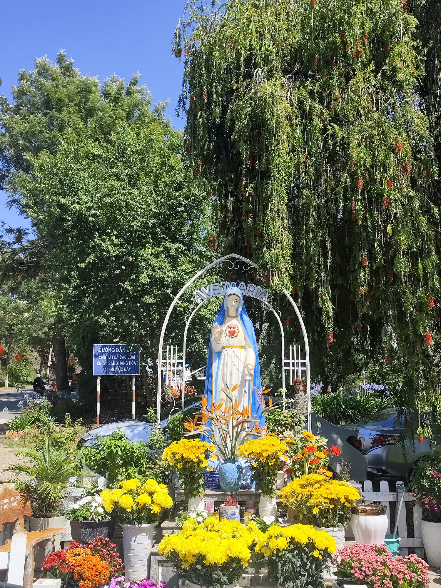 A vibrant outdoor scene captures a shrine dedicated to the Virgin Mary, surrounded by abundant flowers and lush greenery under a clear blue sky.
The central subject is a white statue of the Virgin Mary, adorned with a blue mantle, holding her hands together, with an exposed Sacred Heart visible on her chest. She stands beneath a white arched trellis inscribed with "AVE MARIA." Below the statue, multiple potted plants burst with bright yellow chrysanthemum-like flowers, alongside orange and pink blooms, and exotic Bird of Paradise flowers.
Behind the statue and flowers, large trees with dense green foliage dominate the background. On the right, a weeping tree with long, slender leaves and reddish-orange blossoms hangs prominently. In the mid-ground on the left, a blue sign with white Vietnamese text is visible. Further back, on the right side behind the plants, the rear section of a silver or gray car can be seen. The overall setting suggests a well-maintained garden or devotional area.
The image depicts a bright, sunny daytime, evidenced by the clear blue sky and strong illumination.
Visible text includes:
* "AVE MARIA" on the archway above the statue.
* On the blue sign, the text reads: "ĐƯỜNG DÂN LẠI CẤM TẤT CẢ CÁC LOẠI XE TẢI SANG HÀNG HÓA TẠI KHU VỰC NÀY". This translates to: "ACCESS ROAD – ALL TYPES OF TRUCKS AND GOODS VEHICLES ARE PROHIBITED IN THIS AREA."
* Partial text snippets like "PHONG DUNG N ĐỨC MẸ" and "TẠ ƠN ĐỨC" are also discernible on smaller signs or plaques, likely related to the Virgin Mary.
The scene conveys a serene and devotional atmosphere, characteristic of a religious site in Lạc Dương, Vietnam.