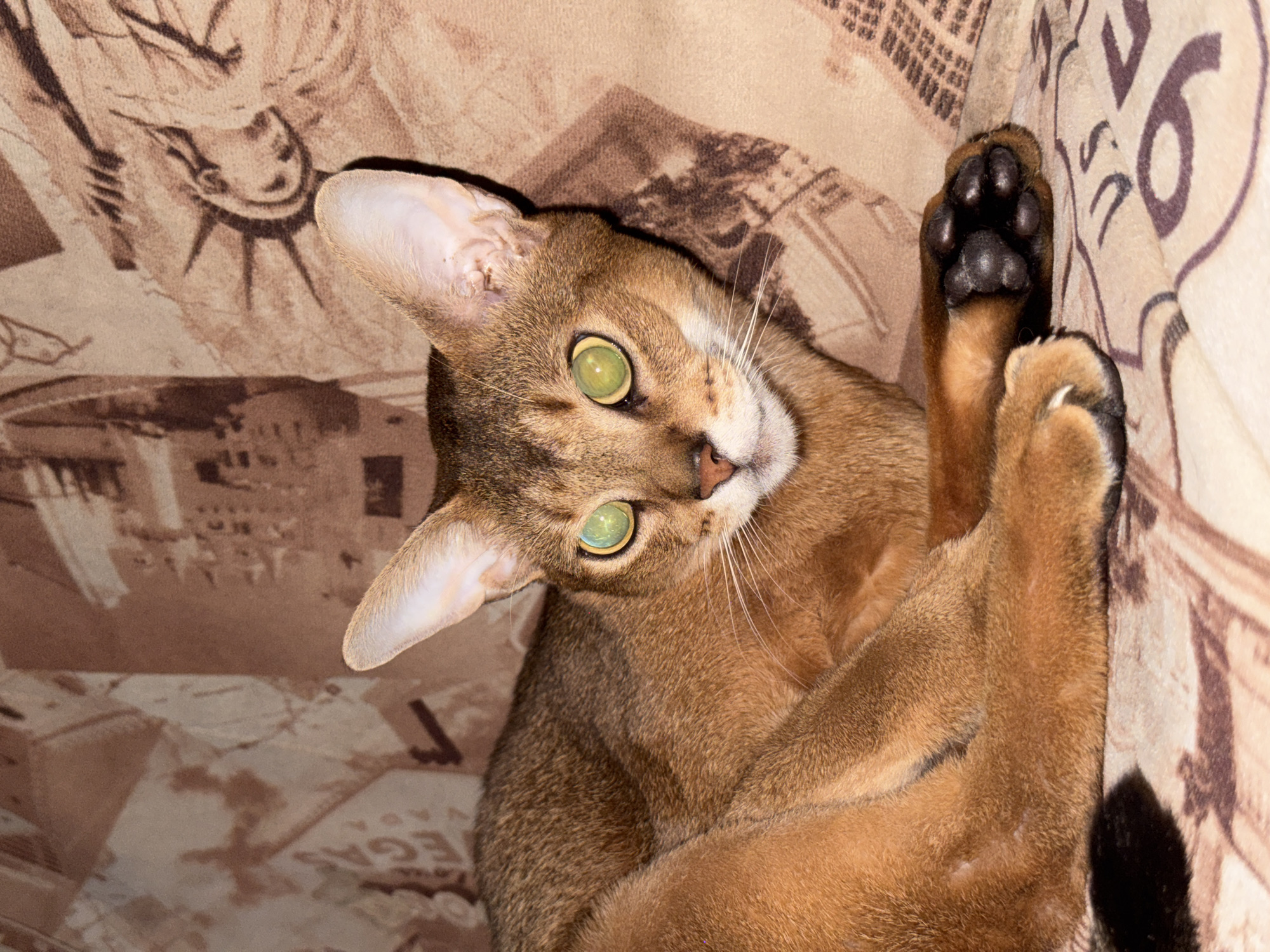A brown Abyssinian cat with green eyes is lying on a patterned fabric surface. The cat is tilted towards the viewer, with its front paws raised and one paw showing black pads. The background fabric features faded images.