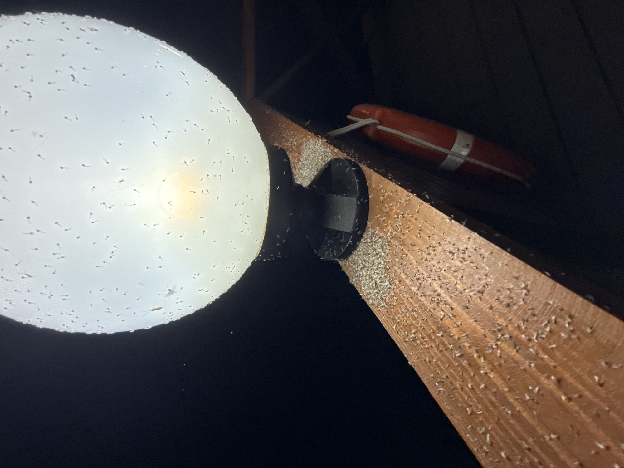 An outdoor lamp post illuminates a gathering of numerous small, light-colored insects swarming around the light source and clustered on a wooden railing. The lamp itself is a large, translucent sphere covered in droplets of moisture and speckled with many tiny insects. Below the lamp, on the dark wooden railing, a dense congregation of these insects has accumulated. A portion of a bright orange ring with white stripes, possibly a life preserver, is visible hanging from the railing to the right of the lamp post. The background is dark, indicating it is nighttime. The scene is located in Zolotoi Plyazh, Russia.