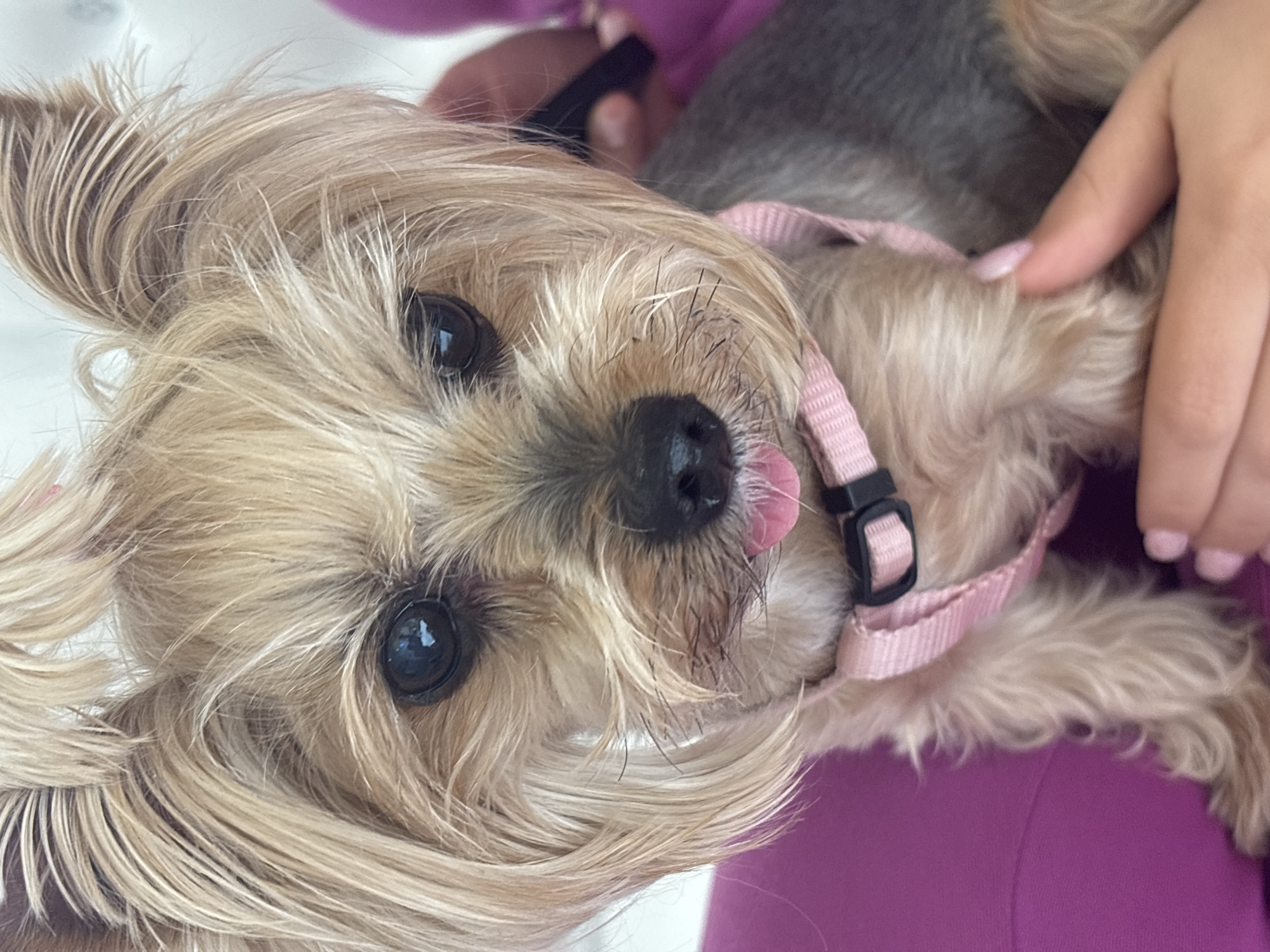 A close-up, slightly tilted shot shows a light-brown Yorkshire Terrier with black eyes and a pink collar. The dog's tongue is slightly sticking out. A hand with pink nail polish is visible in the upper right, holding the dog. A person wearing a pink or magenta garment is behind the dog. The location is indeterminable from the image. There is no information to suggest that the image was taken in Sofia, Bulgaria.
