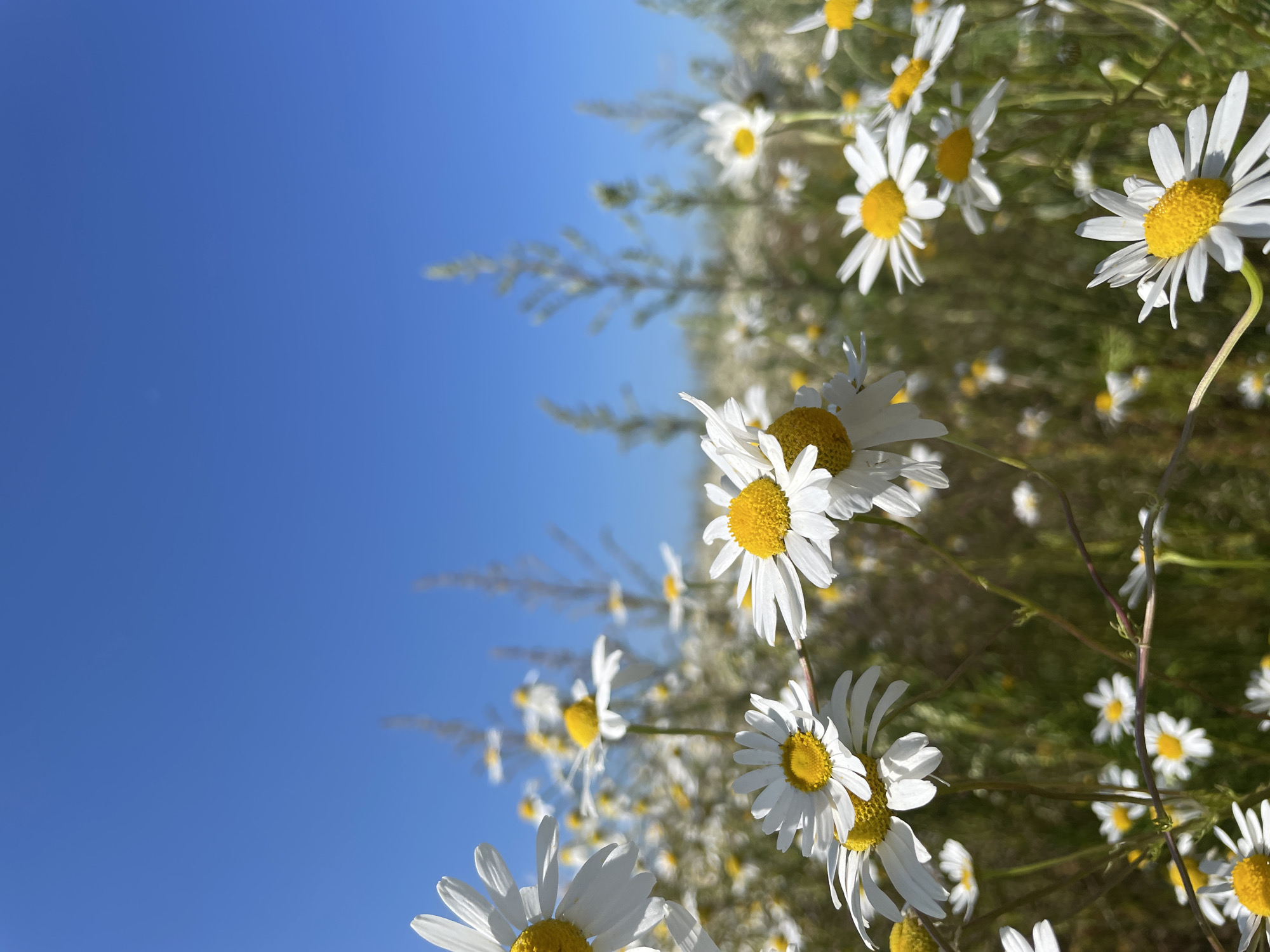 This is a close-up, low-angle, vertical photograph of a field of daisies under a clear blue sky. The foreground is dominated by several daisies, some in sharp focus and others slightly blurred. The daisies have white petals and yellow centers. Behind the foreground daisies, more flowers and tall, slender green plants stretch into the background. The sky is a solid, vibrant blue with no clouds. The image appears to be taken outdoors in a natural setting, likely a meadow or field. There are no people or animals visible in the image. The overall impression is one of a bright, sunny day in a field of wildflowers.