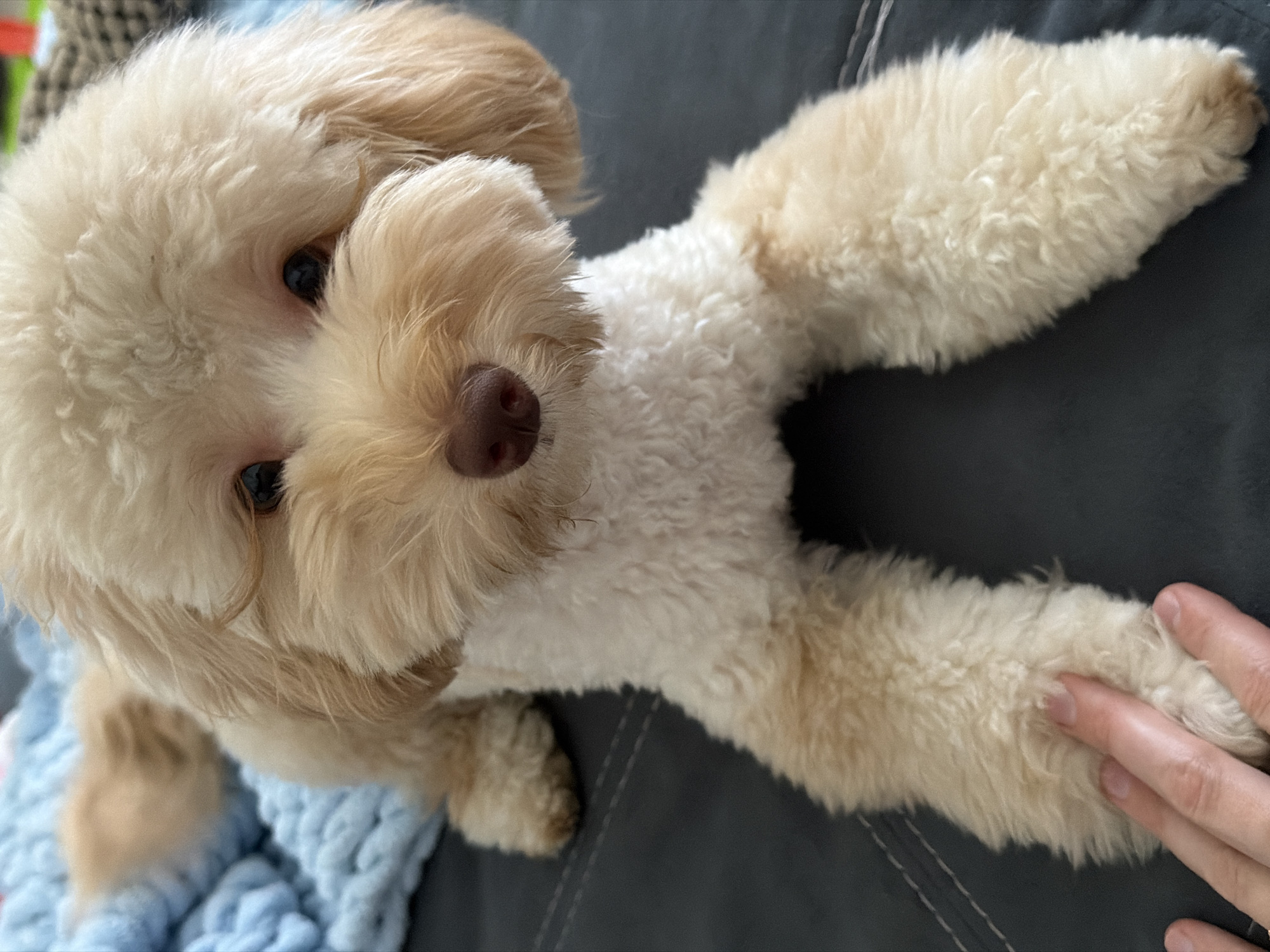 A cream-colored poodle-mix dog with curly fur rests on a dark gray sofa. A blue knitted blanket is visible behind the dog on the left side of the frame. A person's hand is gently placed on the dog's front leg on the lower left side of the image. The dog's head is turned towards the camera, and its dark eyes are looking forward. The dog has a brown nose and floppy ears. The background is blurred, but appears to be an indoor setting. The location of this scene in Bila Tserkva, Ukraine, is not discernible from the image itself.