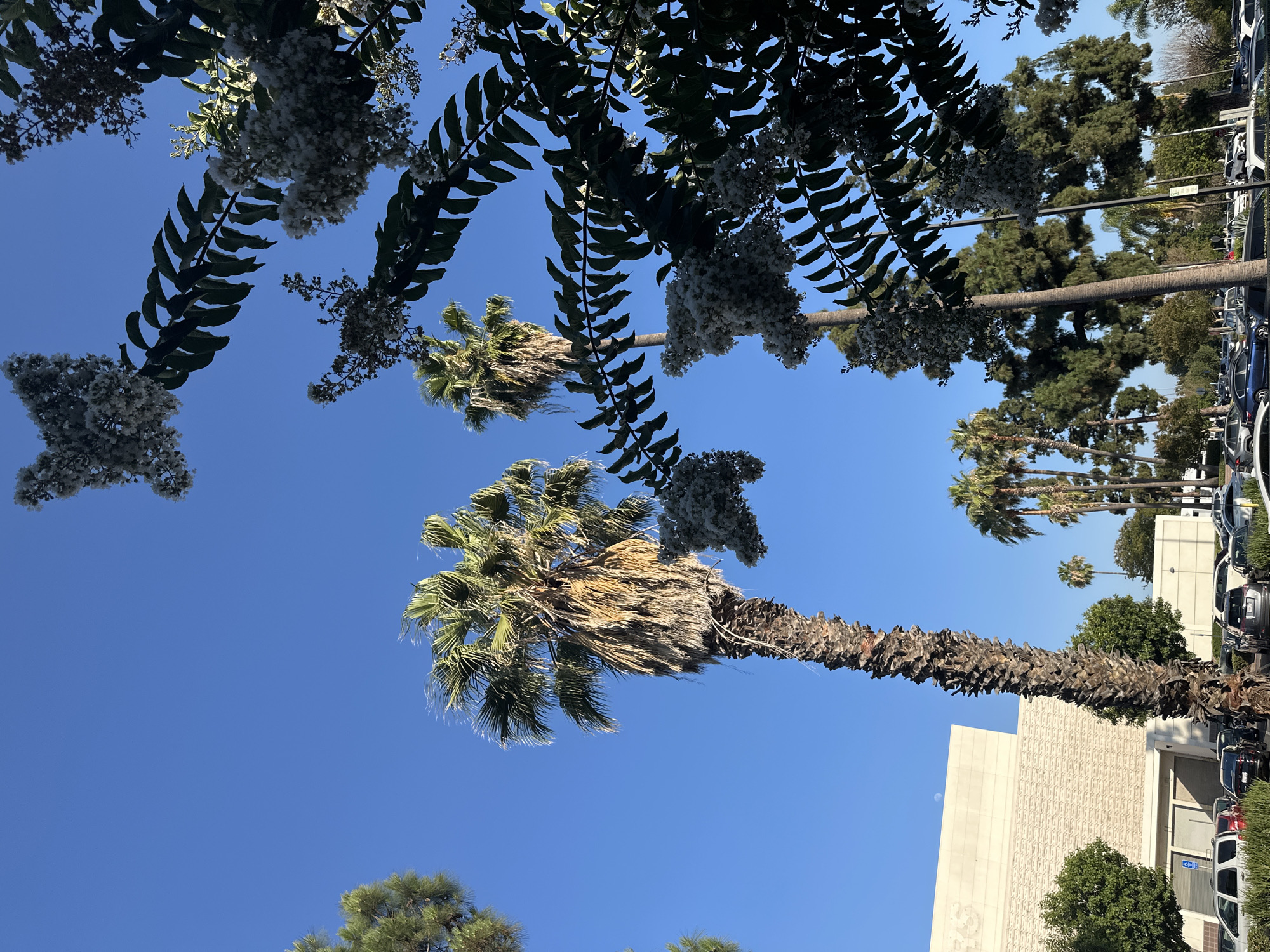 This media file shows an outdoor scene on a clear, sunny day. The camera is angled upwards, focusing on the sky and the tops of several palm trees. In the foreground, a large palm tree with a rough, textured trunk dominates the frame, its fronds extending across the blue sky. Smaller palm trees are visible in the background, along with some deciduous trees and a building. The scene appears to be in a developed area, possibly a parking lot or street, as several cars are parked along the right side of the frame. The building in the background has a textured facade and a large white structure. There is no visible text in the media file. The overall impression is one of a warm, bright day in a location with a subtropical or Mediterranean climate.