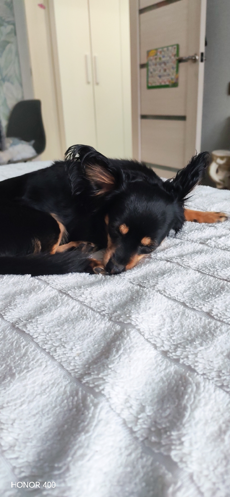A black and tan Russian Toy Terrier is lying on a white textured blanket. The dog is curled up, resting its head on its paws. The blanket appears to be on a bed. In the background, a cream-colored wardrobe and a partially visible gray chair are present. A door with a decoration on it can also be seen. The location is identified as Noviy, Russia, based on the prompt. The image was taken with a device that includes the text "HONOR 400" in the lower left corner.