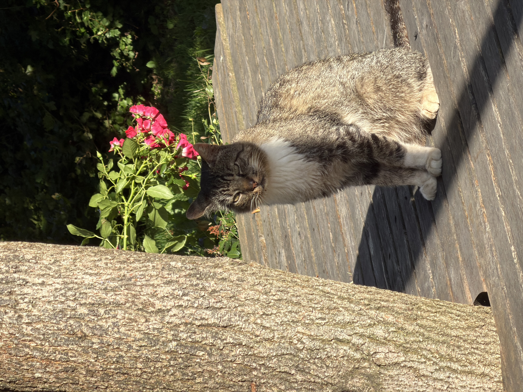 A tabby cat with white markings sits on a wooden deck next to a tree trunk in Zelenogradsk, Russia. The cat is looking towards the camera with its eyes partially closed. In the background, there are green bushes and pink roses. The lighting suggests it is a sunny day, casting shadows on the wooden deck.