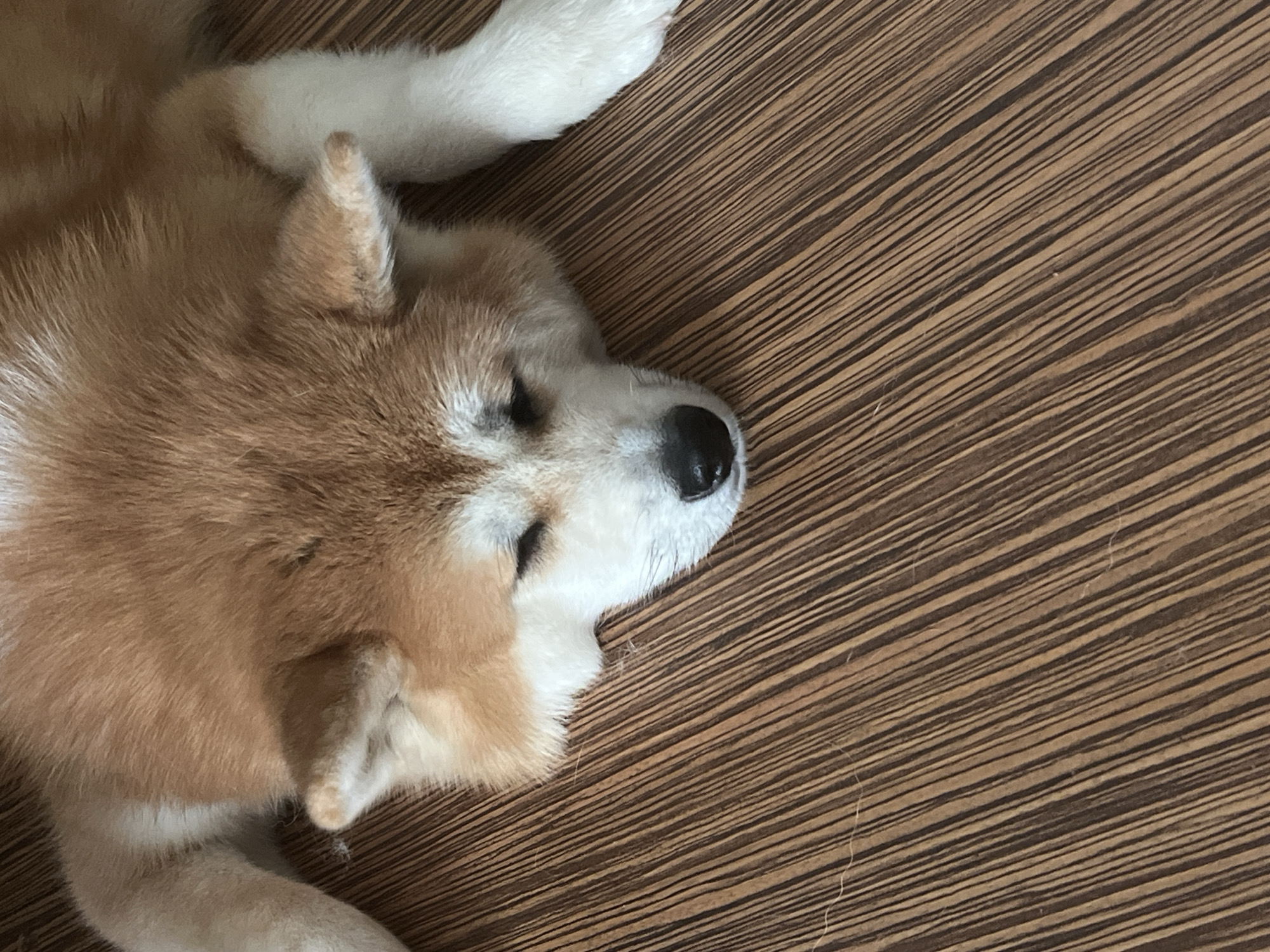A medium shot from a high angle shows a sleeping Akita dog lying on its stomach on a brown wooden floor. The dog's head is resting on the floor, with its eyes closed and its snout pointed towards the bottom of the frame. The dog's fur is a mix of reddish-brown and white. Its paws are visible, and they appear to be white. The wooden floor has a distinct striped pattern with alternating dark brown and light brown lines. There are no people or other objects in the frame. The scene is indoors, and the lighting appears to be natural, coming from above. There is no indication of the location in Minsk, Belarus.
