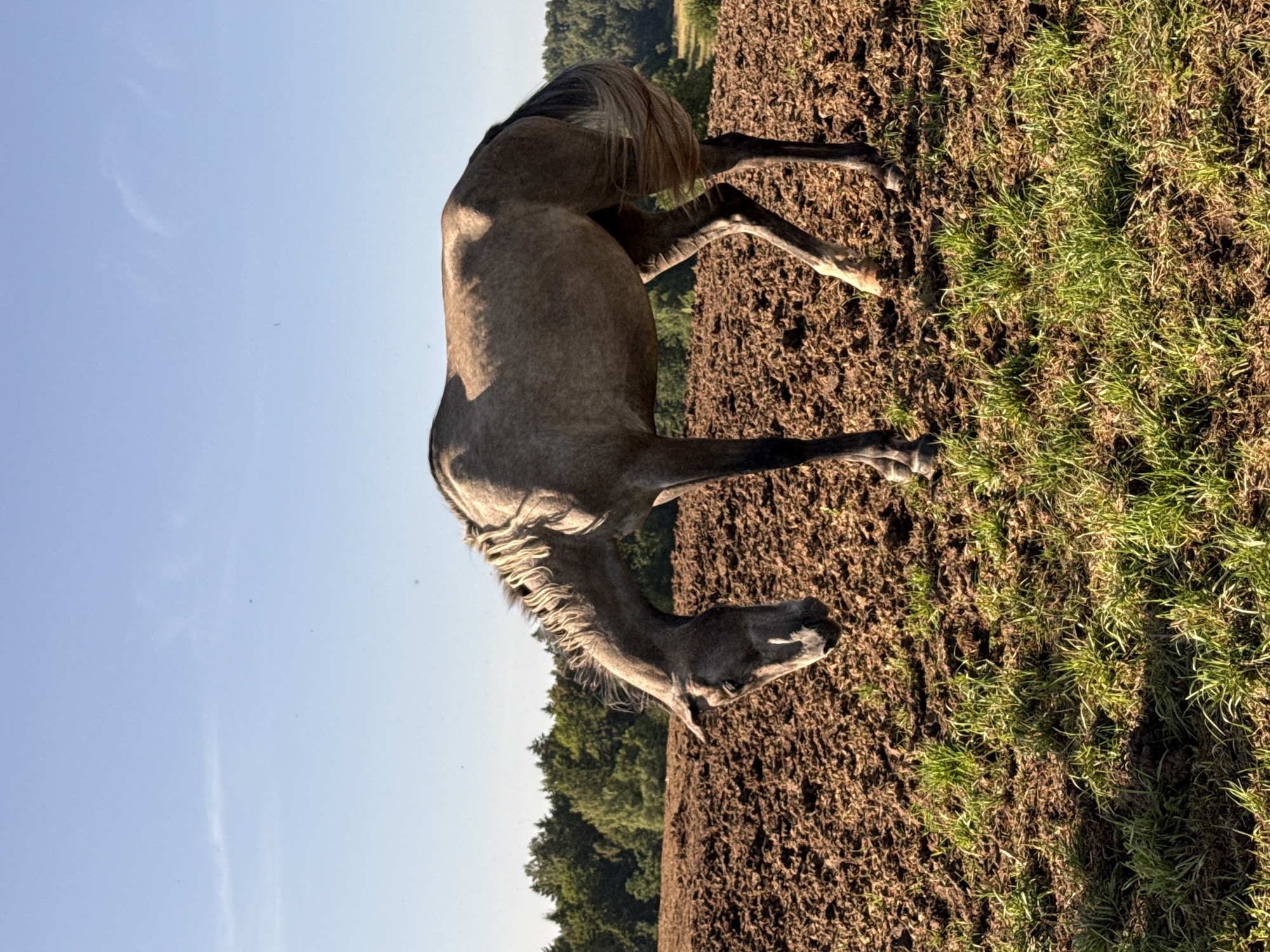 A light grey horse with its head bowed is standing in a tilled field with sparse green grass. The horse's mane is light brown and its tail is dark brown. In the background, a dense line of green trees stretches across the horizon under a clear blue sky. The location is specified as Galinė, Lithuania.