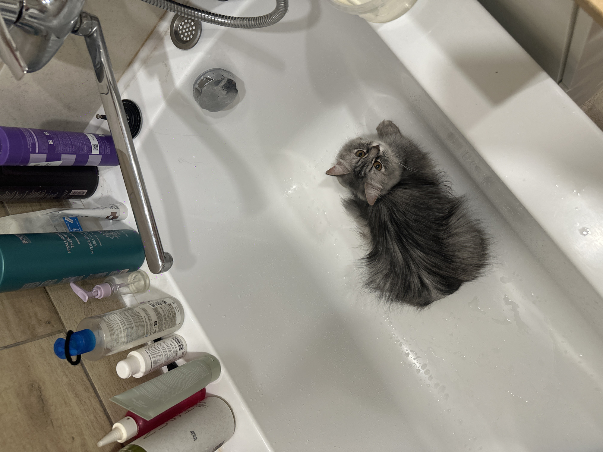 A gray, fluffy cat is sitting in a white bathtub. The cat is facing upward, toward the shower head, and has its left paw raised. Various toiletries, including shampoo and conditioner bottles, are arranged along the left side of the tub. The scene is bathed in bright, even light. The location is not discernible from the image.