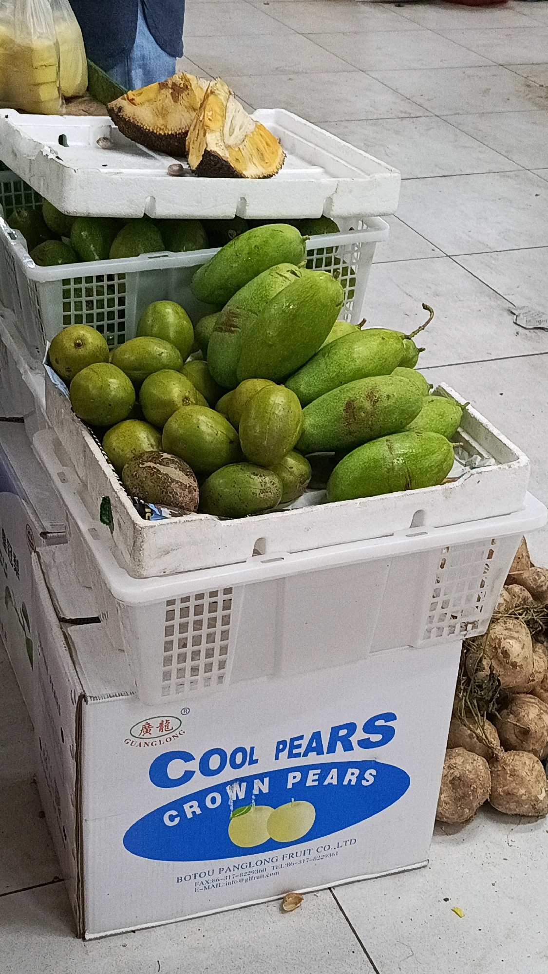 A close-up, eye-level shot shows a stack of white plastic crates filled with green fruits, likely avocados, on a tiled floor. The crates are stacked on top of a cardboard box displaying text that reads "COOL PEARS CROWN PEARS" and a logo with "GUANGLONG". To the left of the crates, a sliced jackfruit with yellow flesh and seeds is visible. In the background, a person in a blue shirt and jeans is partially visible, and two plastic bags containing yellow liquid are also present. To the right of the crates, a pile of round, brown tubers, possibly yams or taro, is visible. The lighting is diffused, suggesting an indoor or shaded outdoor setting. The overall scene suggests a market stall in Nologaten, Indonesia, where fruits and produce are being sold.