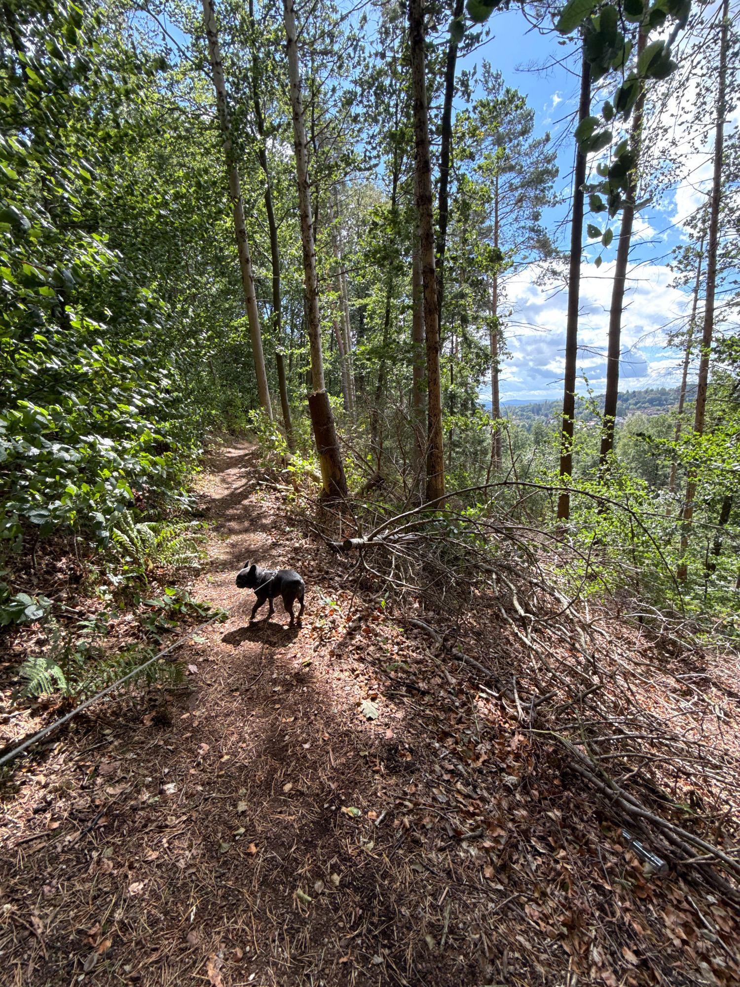 In a forest in the vicinity of Bad Sachsa, Germany, a small black dog wearing a harness is walking on a dirt path. The path is lined with trees and dense foliage. The ground is covered with fallen leaves and pine needles. A fallen branch lies across the path, partially obscuring it. The sky is blue with scattered clouds, and sunlight filters through the trees, casting shadows on the ground. In the distance, a valley with houses and trees is visible.