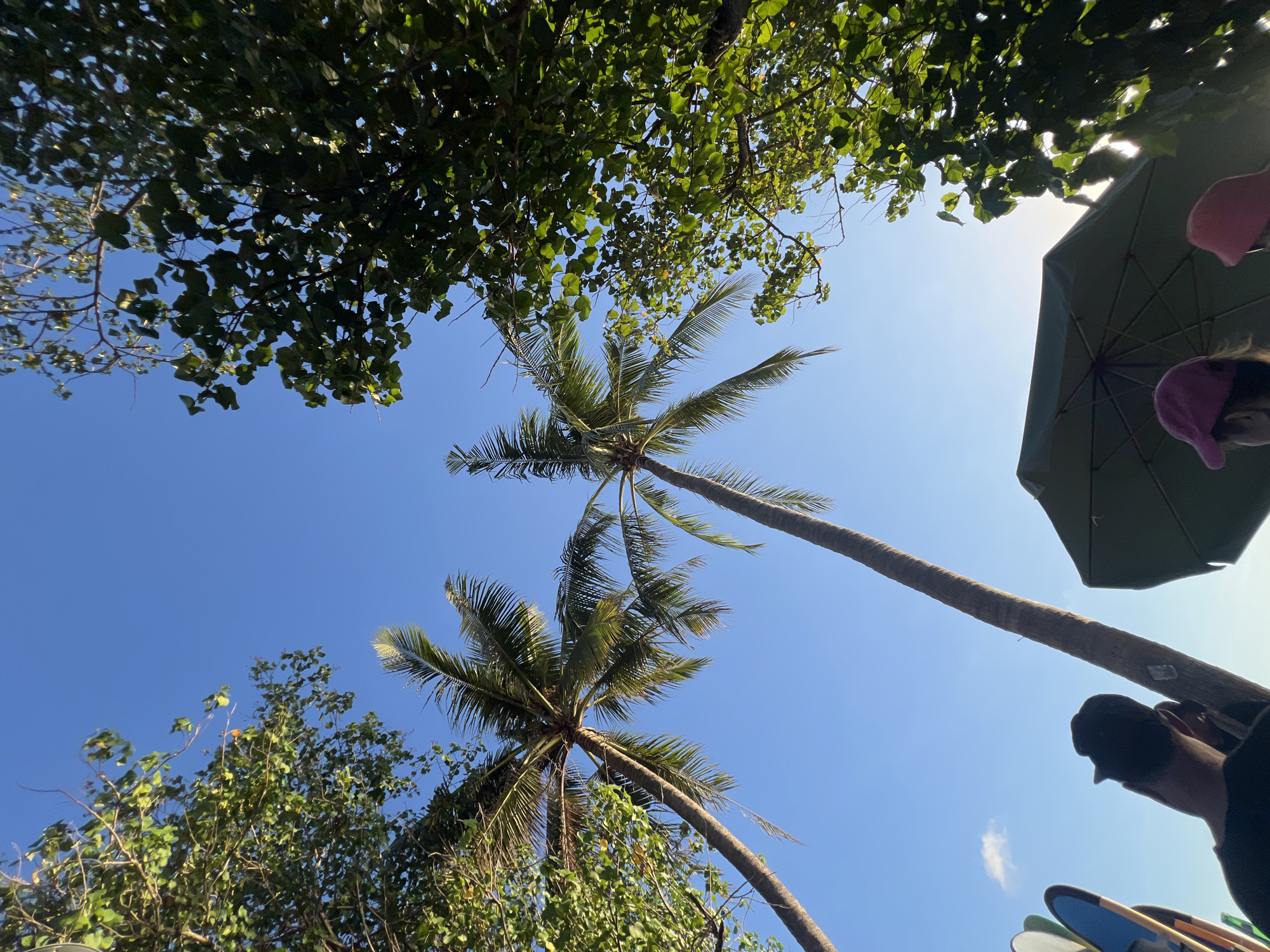 The image shows an outdoor scene on a clear day with a bright blue sky. Two tall palm trees dominate the center and left side of the frame, their fronds reaching upwards. Lush green foliage from other trees frames the top and right portions of the image, creating a canopy effect. In the foreground, the backs of several people are visible. To the left, a stack of surfboards stands upright. A dark green umbrella is open, casting a shadow, and two individuals wearing pink caps are seated beneath it. The sun is low in the sky, suggesting either early morning or late afternoon. The overall impression is a tropical beach or park setting. While the image is described as being in Kuta, Indonesia, the visual elements themselves do not definitively confirm this specific location, but are consistent with a beach town in that region.