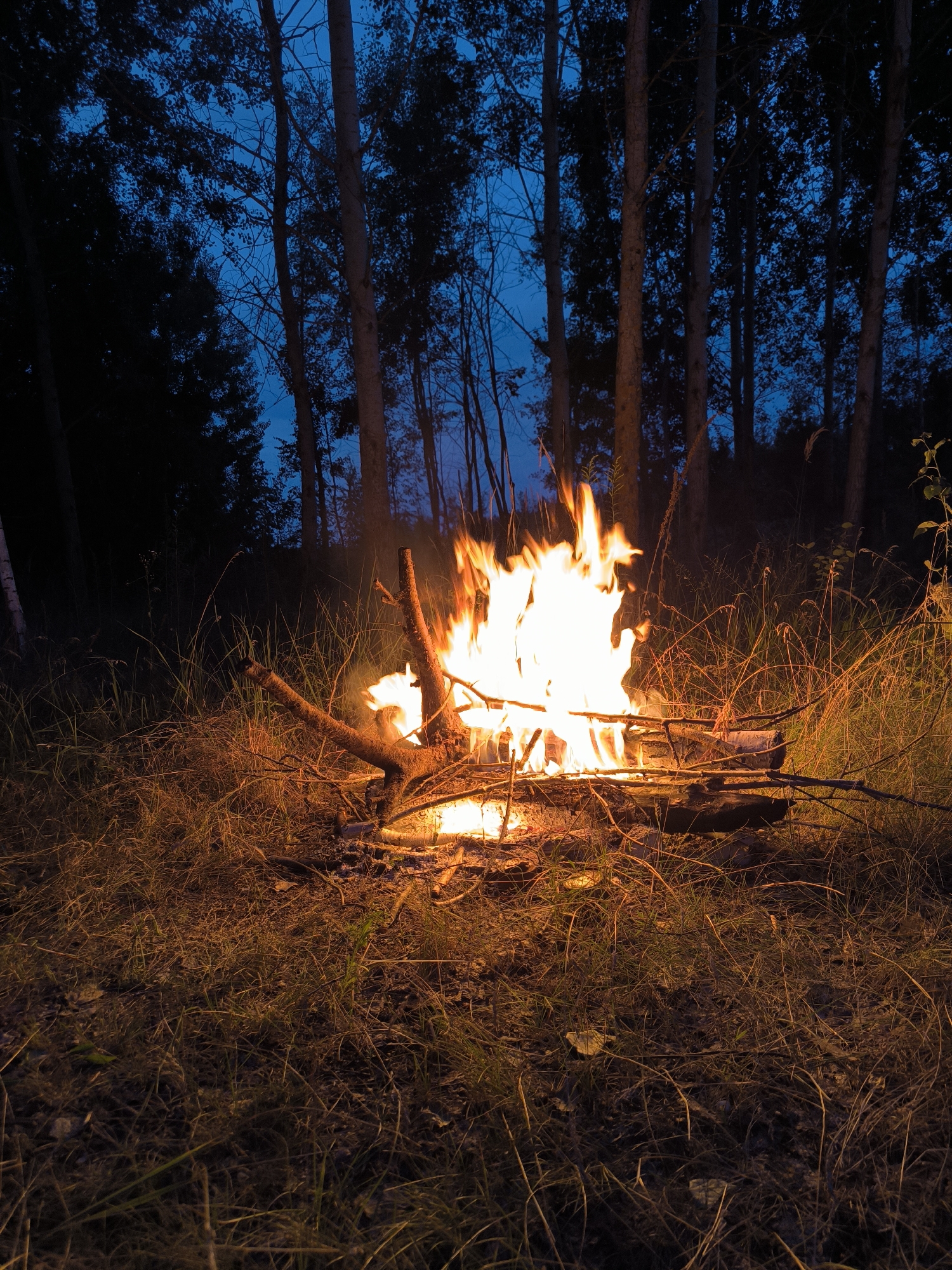A campfire burns brightly in a grassy clearing surrounded by trees at dusk. The flames are a vibrant orange and yellow, illuminating the dry grass and fallen branches that surround the fire pit. The trees in the background are silhouetted against a deep blue sky, indicating the transition from day to night. The scene is natural and appears to be in a rural or wooded area, consistent with the outskirts of Vyshhorod, Ukraine. There are no people or animals visible in the image. The focus is on the campfire and its immediate surroundings, capturing the warmth and light of the flames against the darkening landscape.